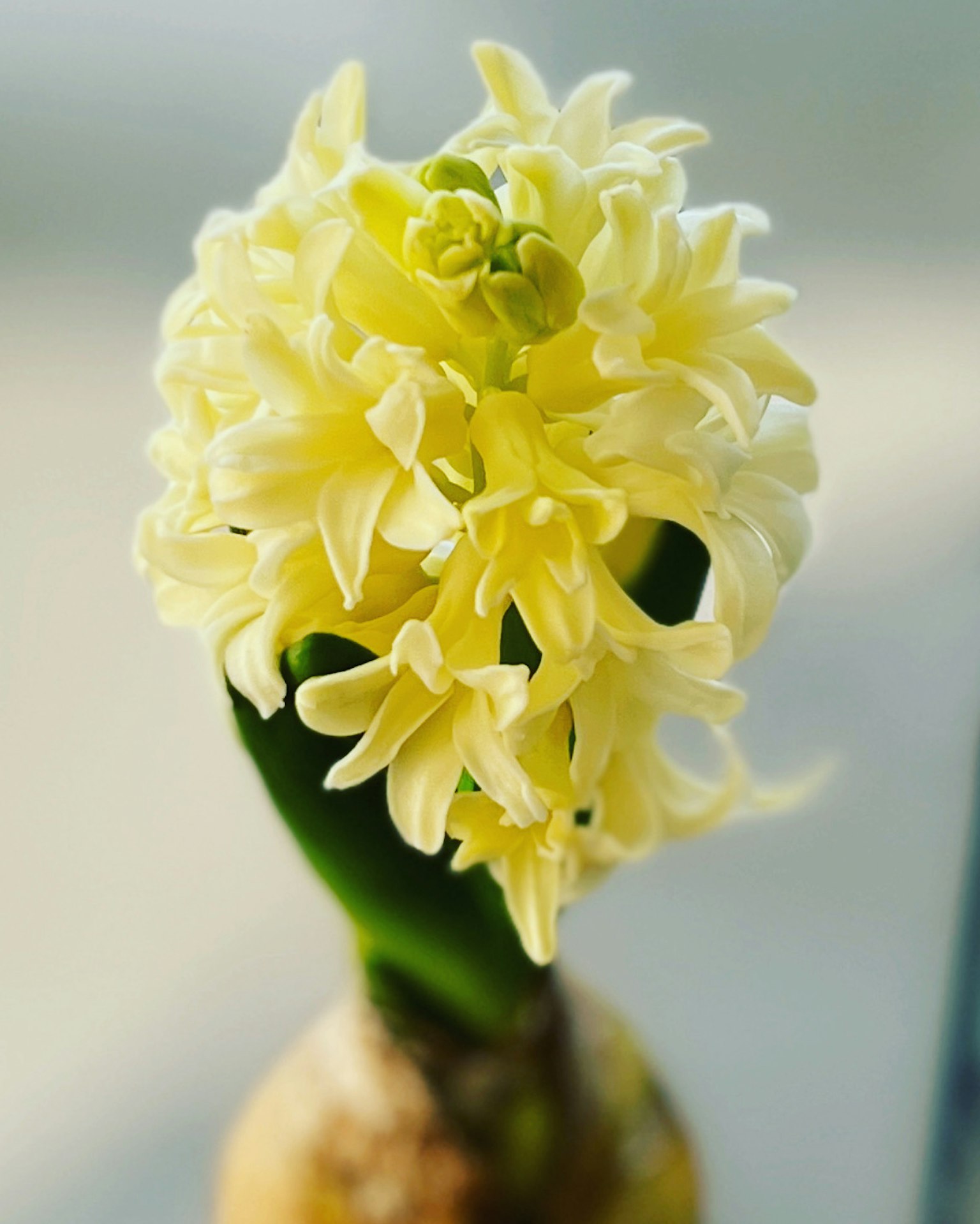 Nahaufnahme einer Pflanze mit gelben Blumen