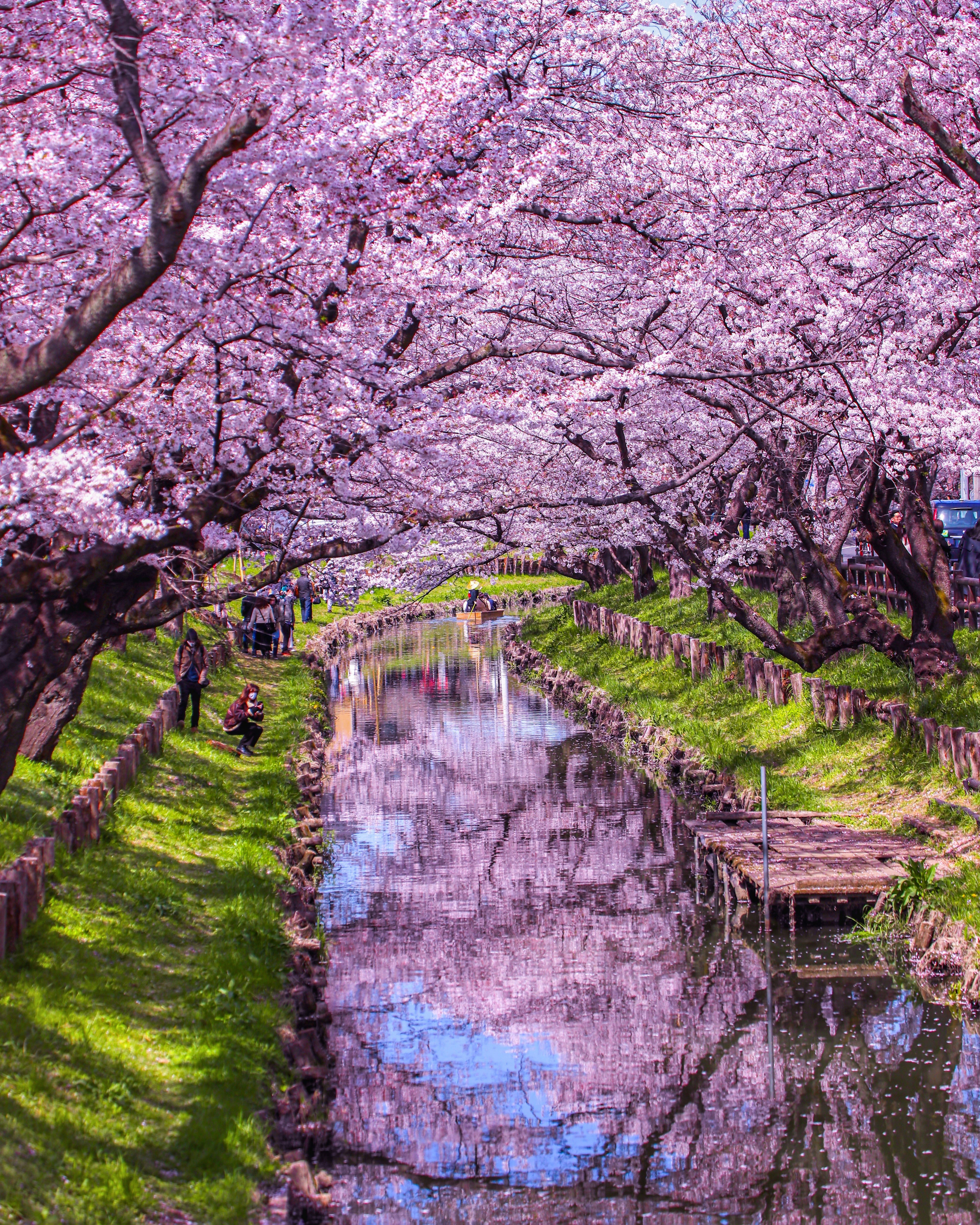 桜並木の小川に映る花びらの水面