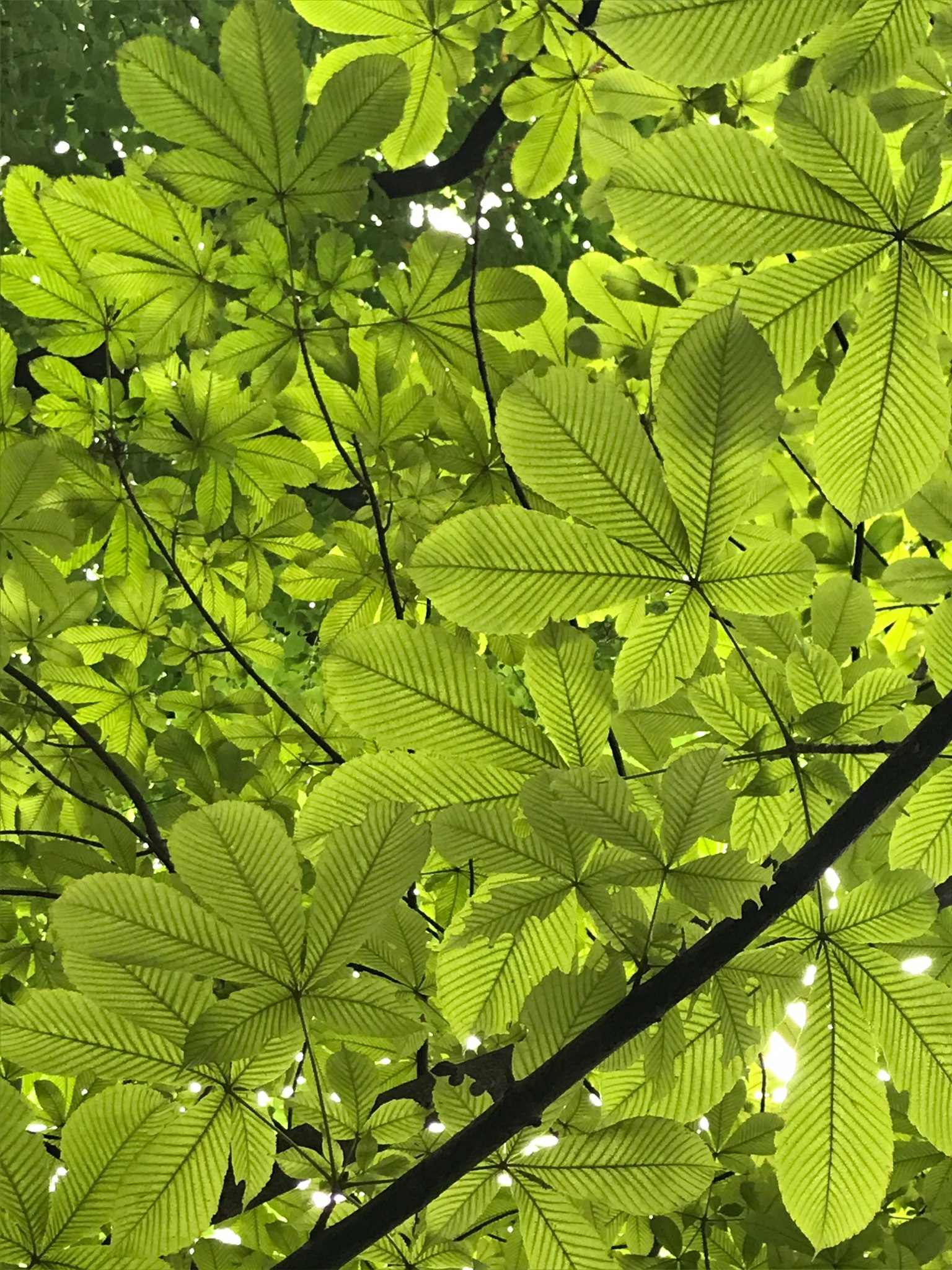 Vue rapprochée de feuilles vertes vibrantes sous un arbre montrant des détails complexes