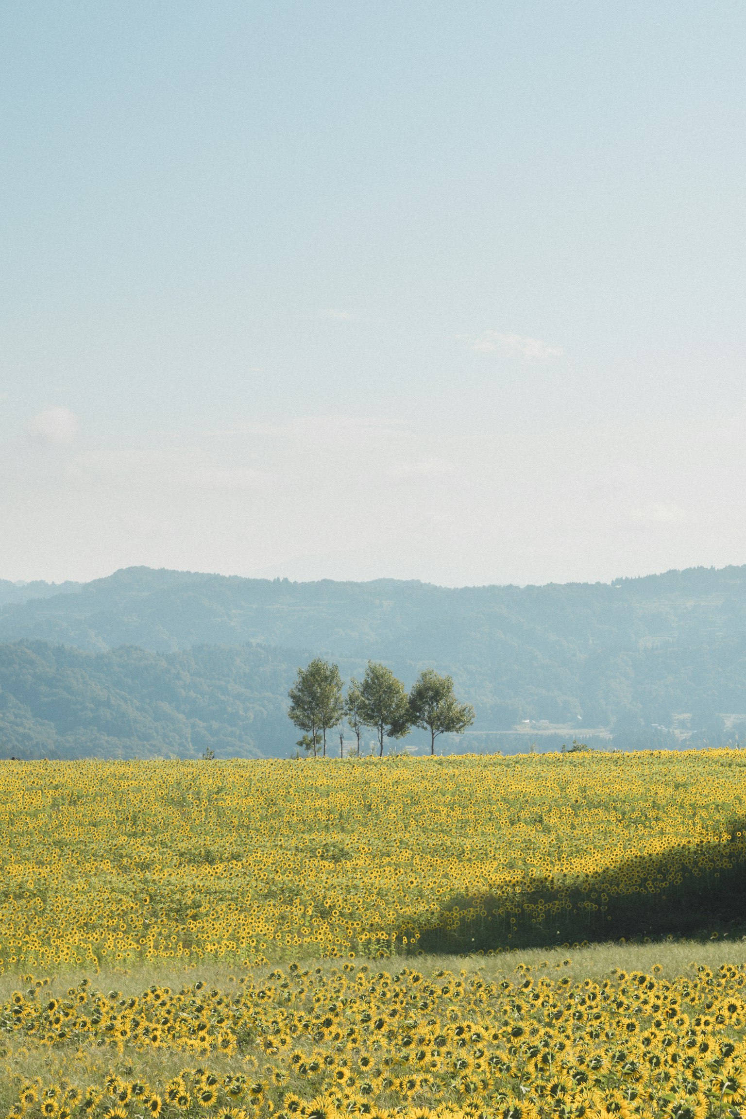 Sonnenblumenfeld mit drei Bäumen vor einem Hintergrund aus Hügeln und blauem Himmel