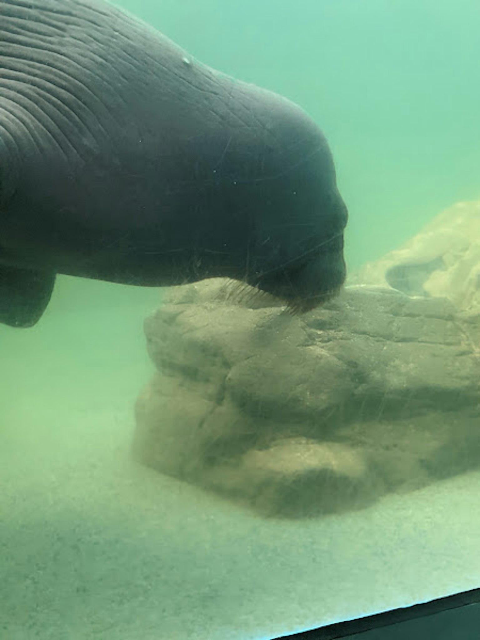 Một con manatee đang tiến lại gần một tảng đá dưới nước
