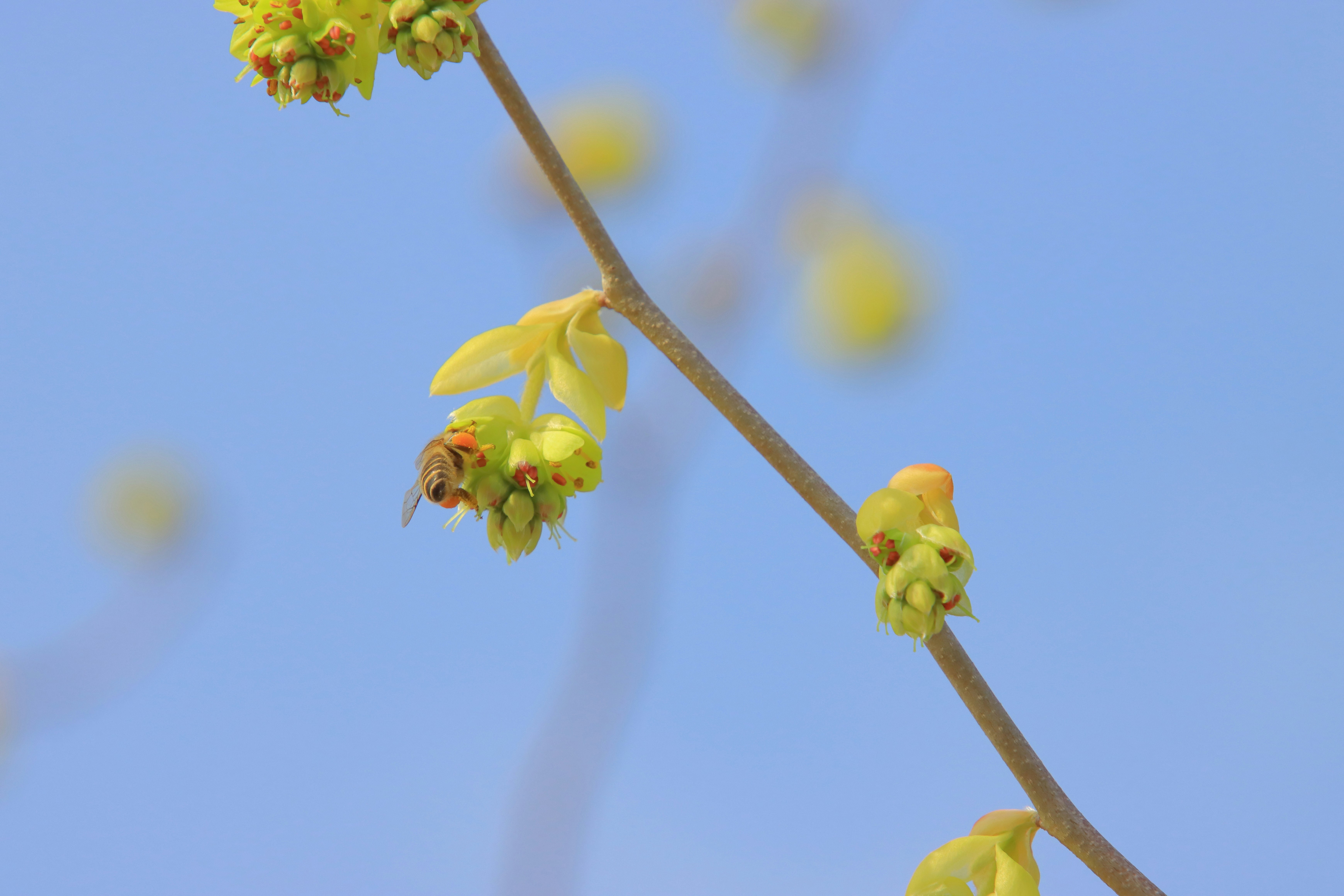 青空に伸びる枝と花のつぼみ