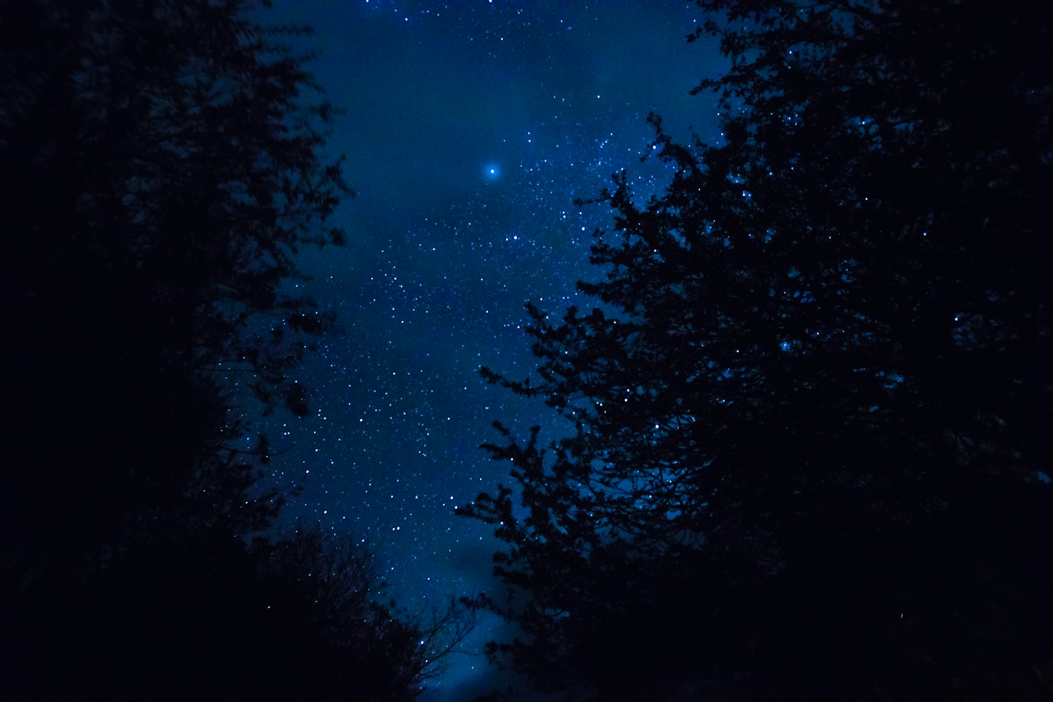 Une scène forestière avec des étoiles brillantes dans un ciel nocturne bleu