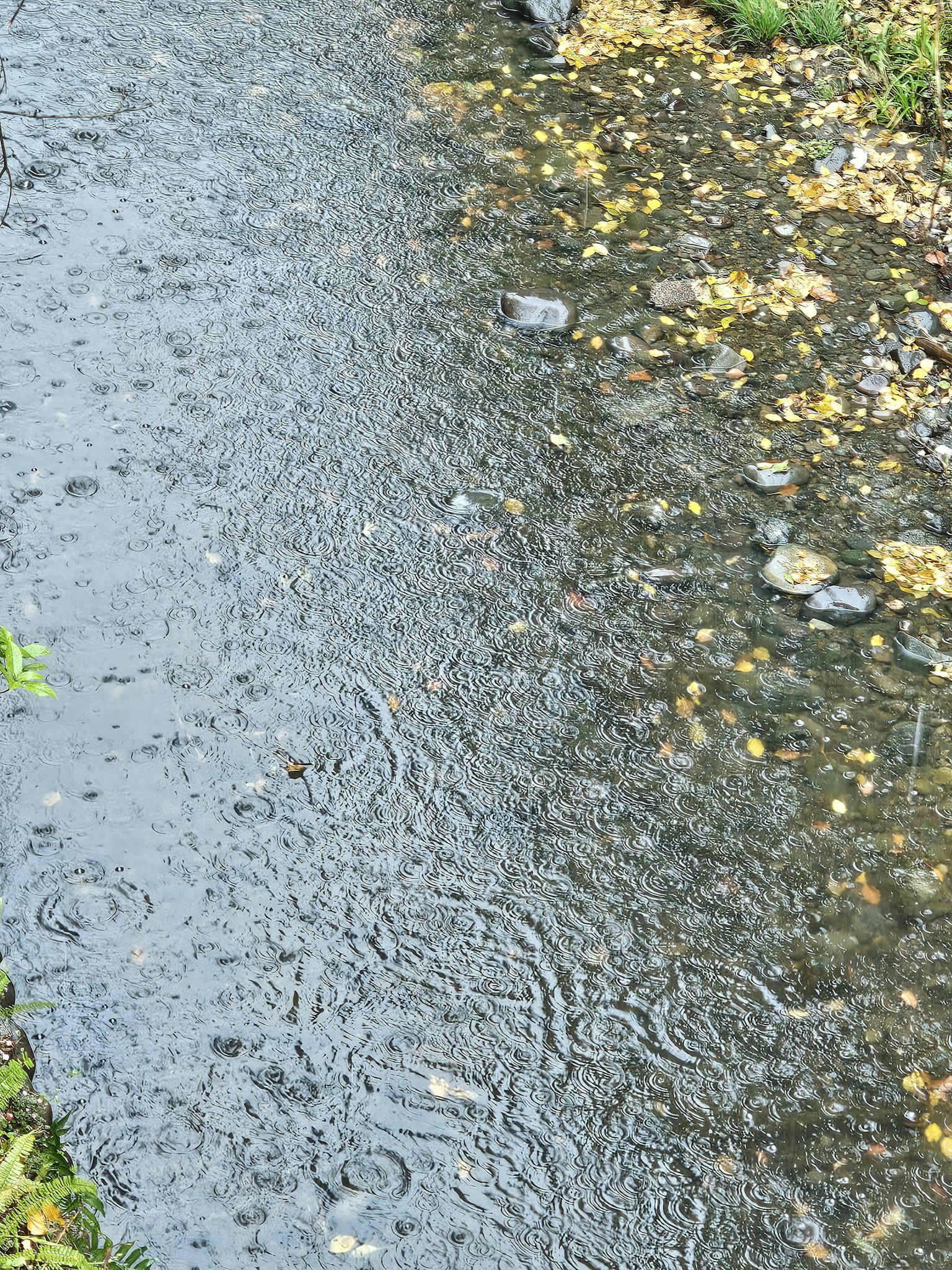 雨中的小溪与落叶和卵石