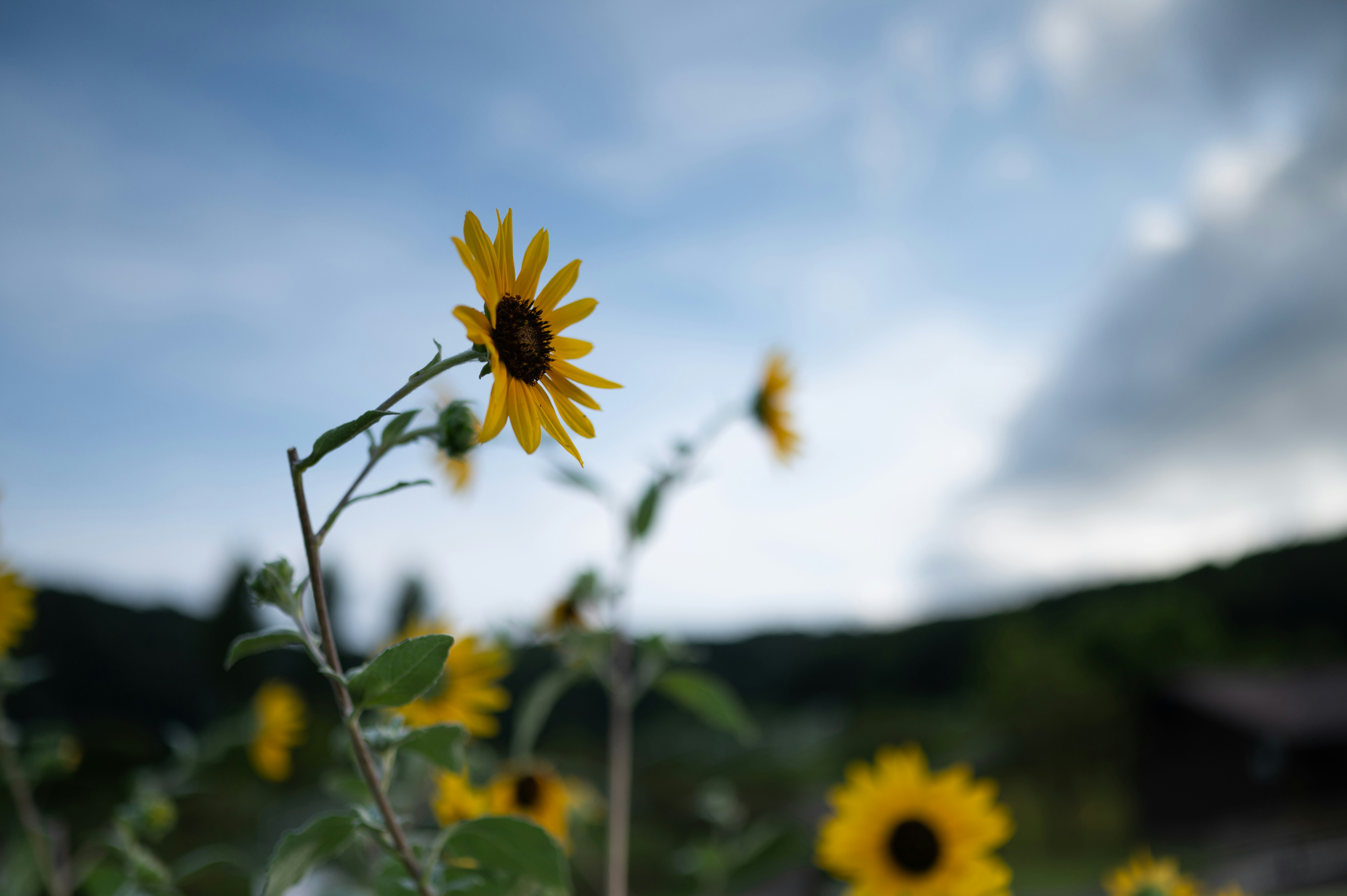 青空の下で咲くヒマワリの花畑