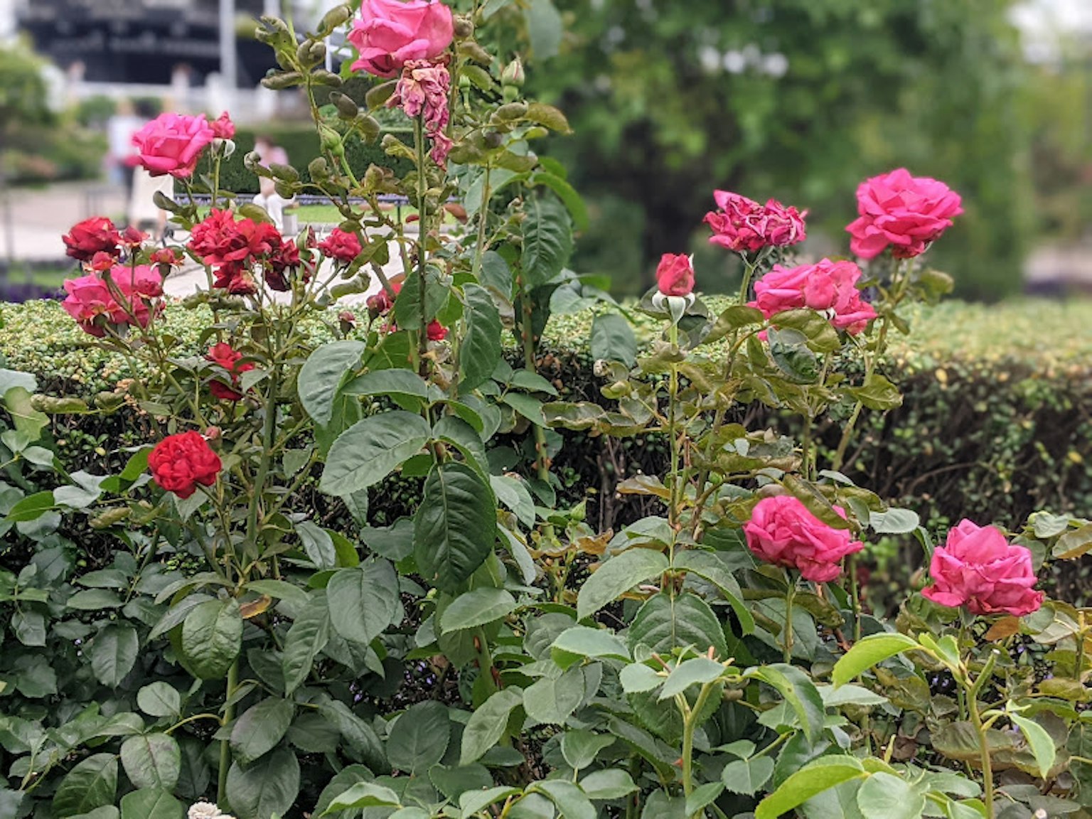 ภาพสวนที่มีชีวิตชีวาพร้อมกุหลาบสีชมพูและสีแดงที่บานสะพรั่ง