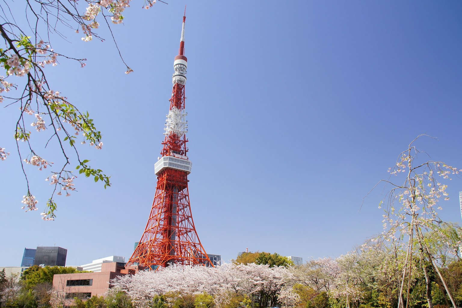 Torre di Tokyo circondata da ciliegi sotto un cielo blu chiaro