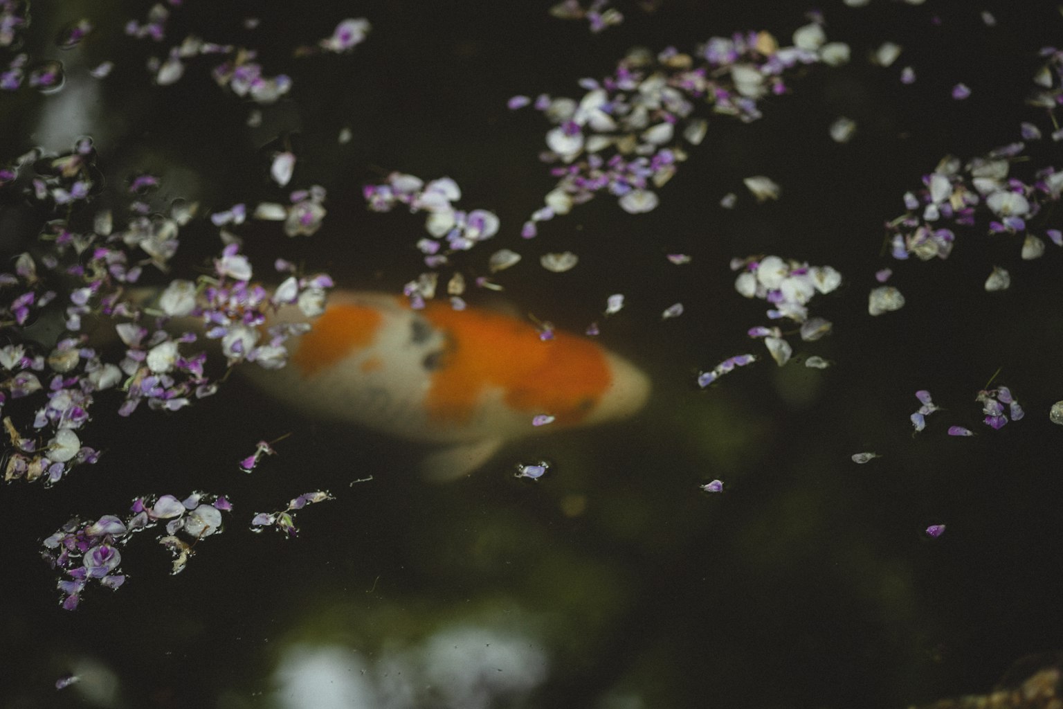 Ikan koi yang berenang di bawah permukaan kelopak bunga sakura