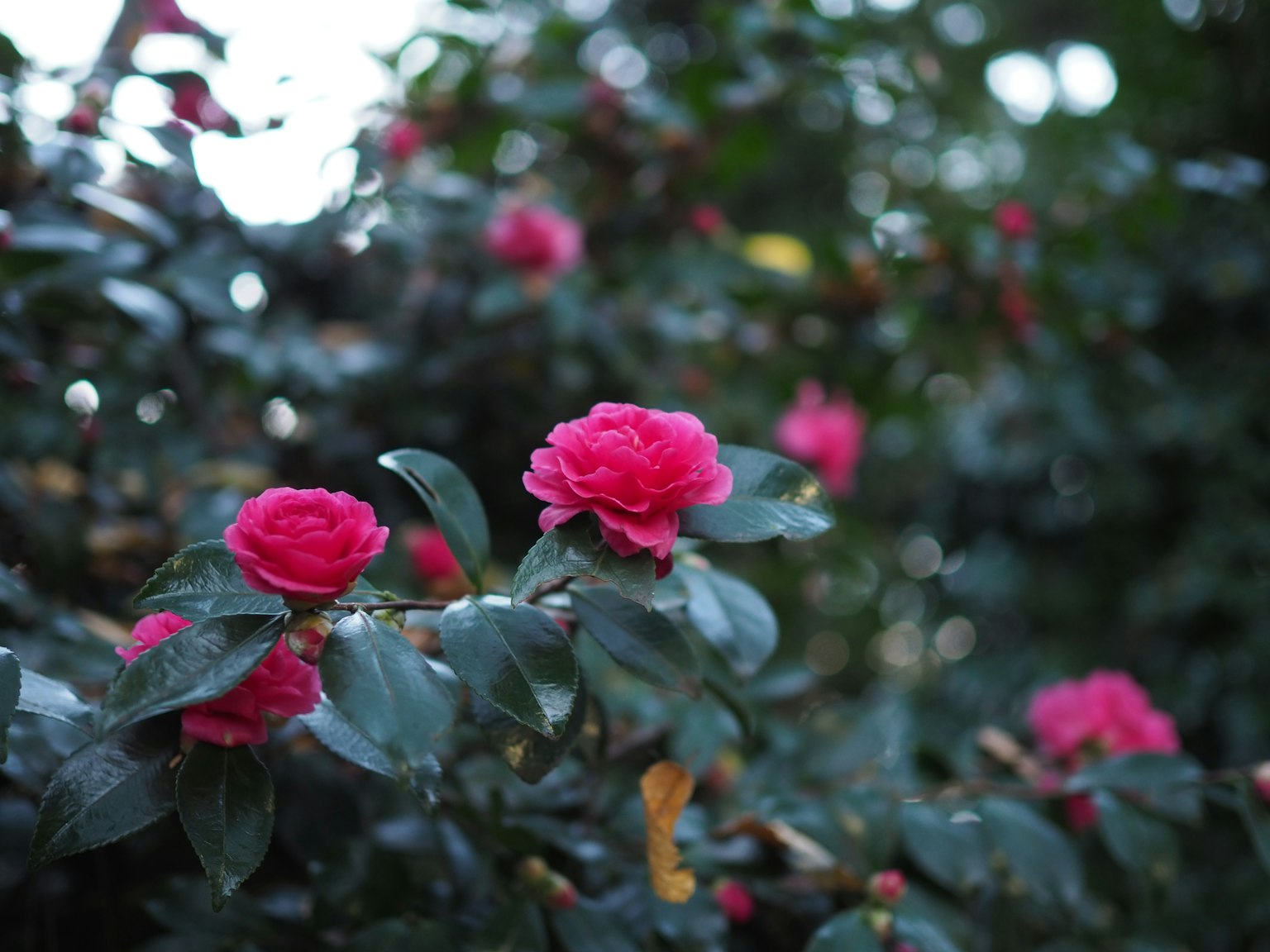 Lebendige rosa Kamelienblüten blühen zwischen grünen Blättern