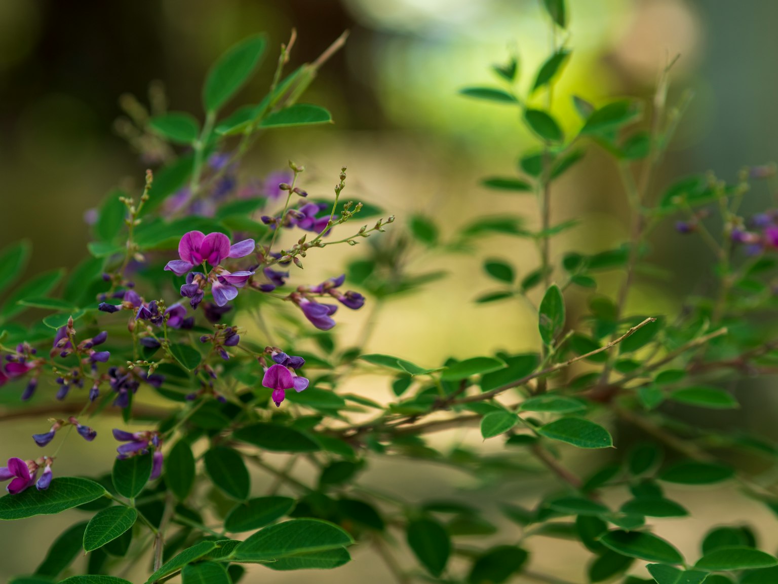 Primo piano di una pianta con foglie verdi e fiori viola