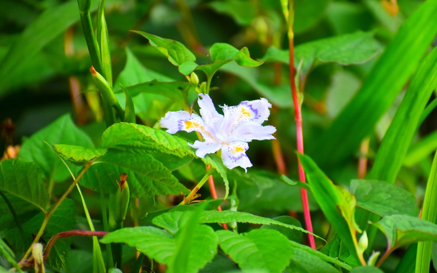 斜め横からのシャガの花と緑の葉