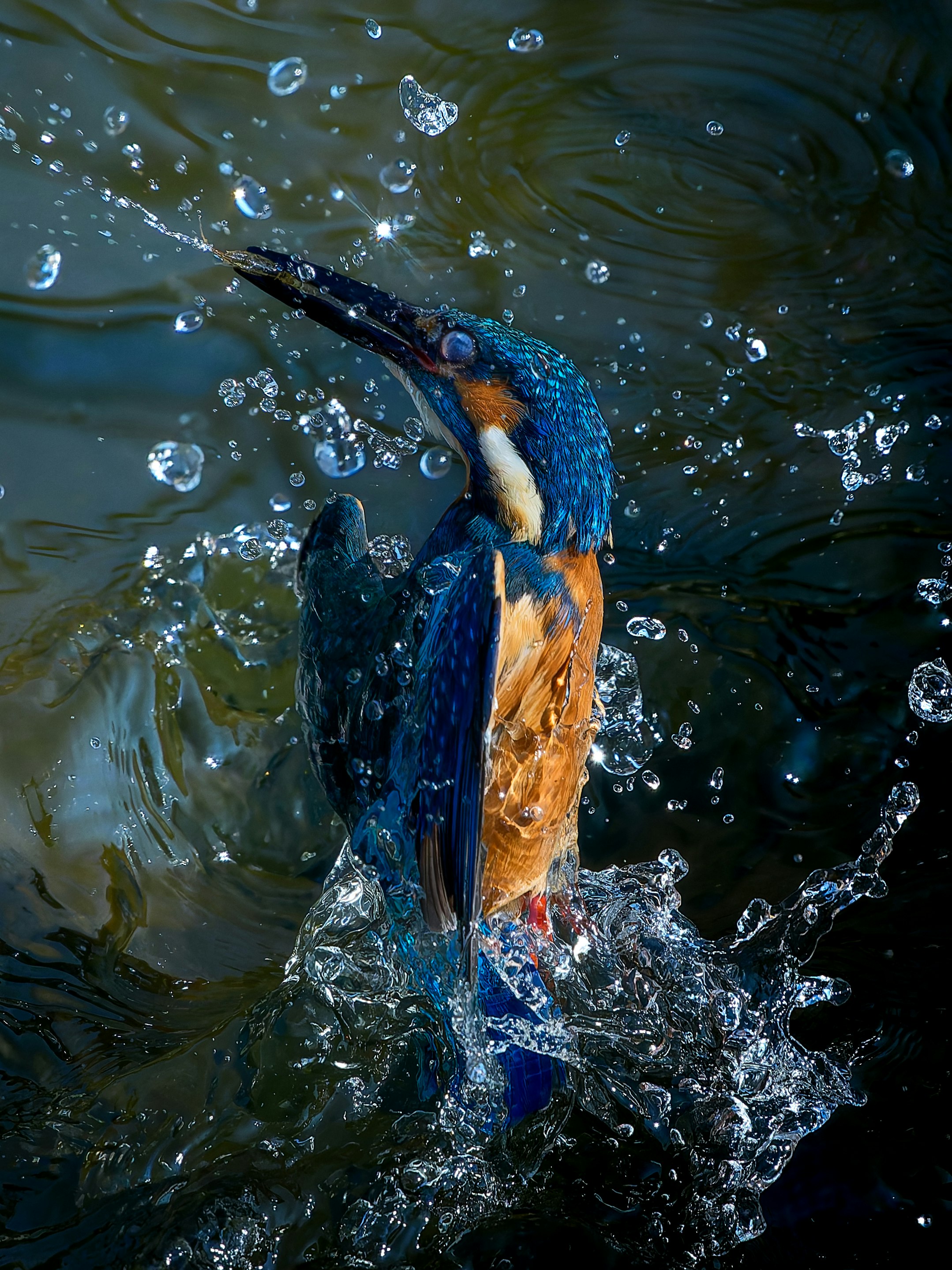 水面から飛び出す魚をくわえたカワセミ