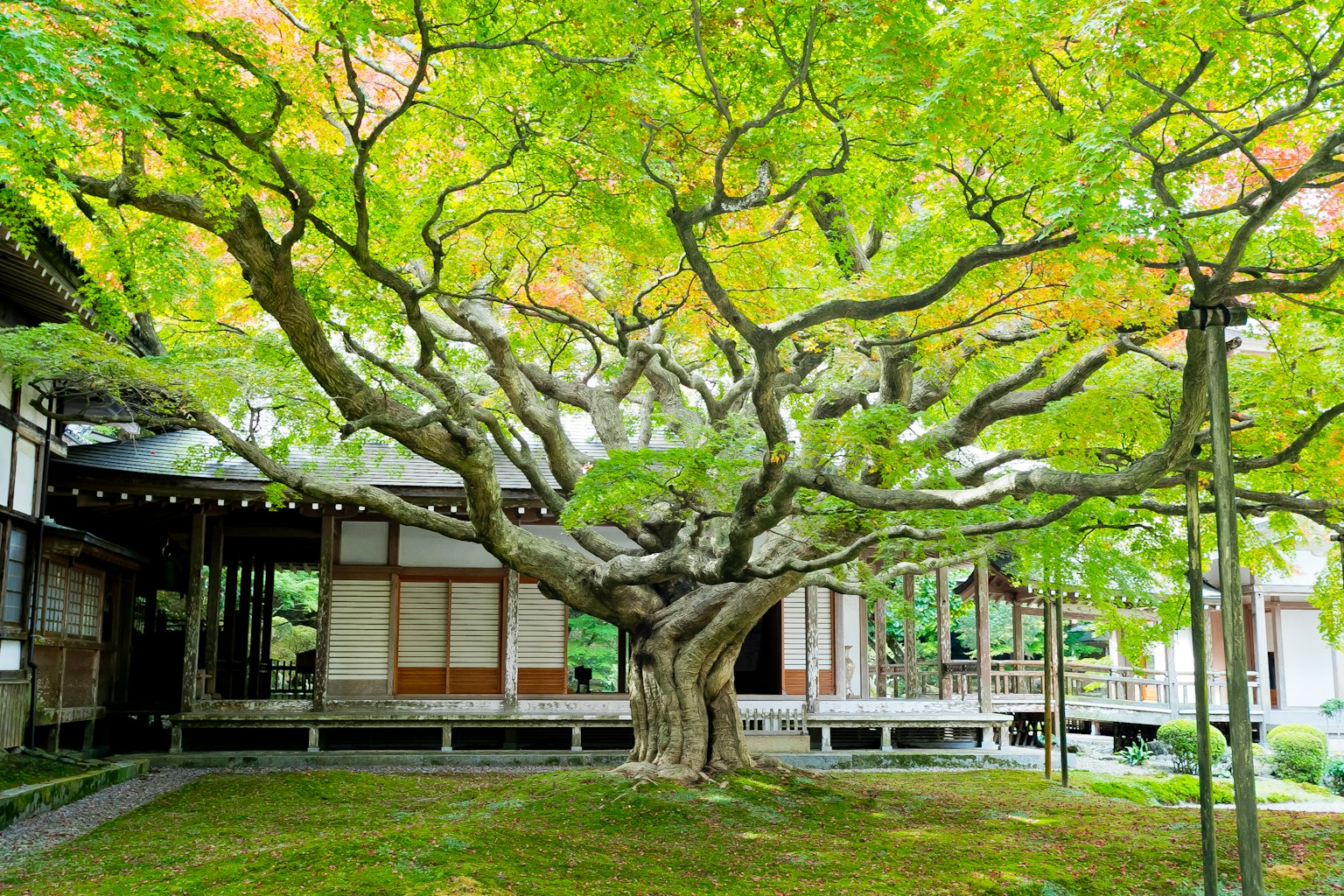 Un grand arbre aux feuilles vertes vives se dresse près d'un bâtiment traditionnel japonais
