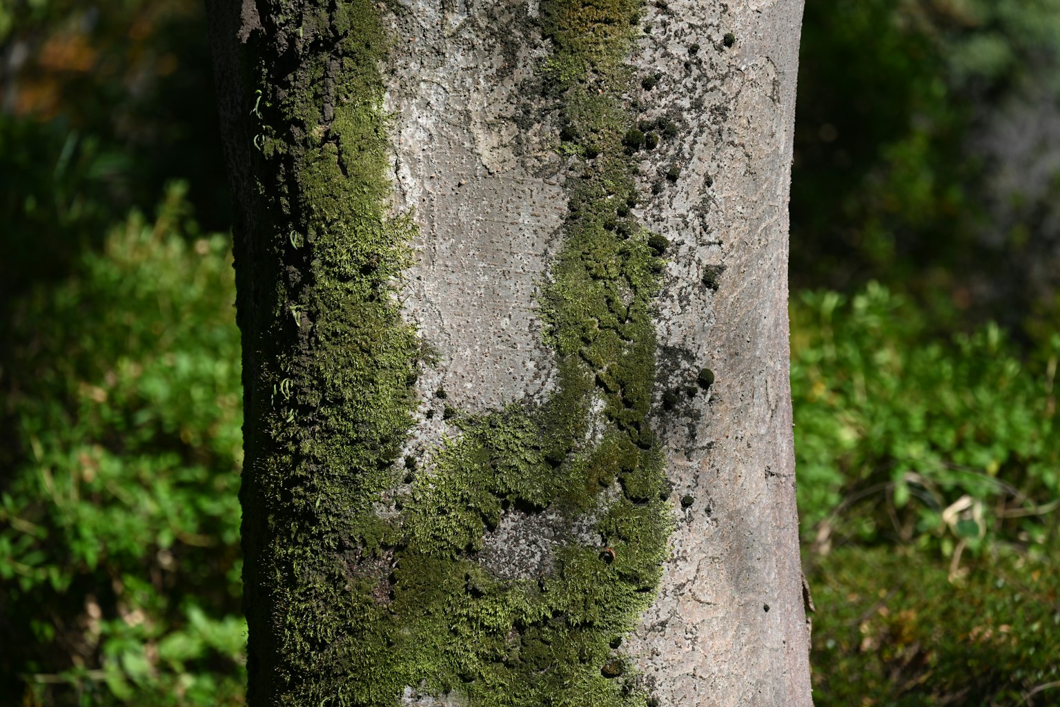 Tronco d'albero con muschio e superficie texturizzata