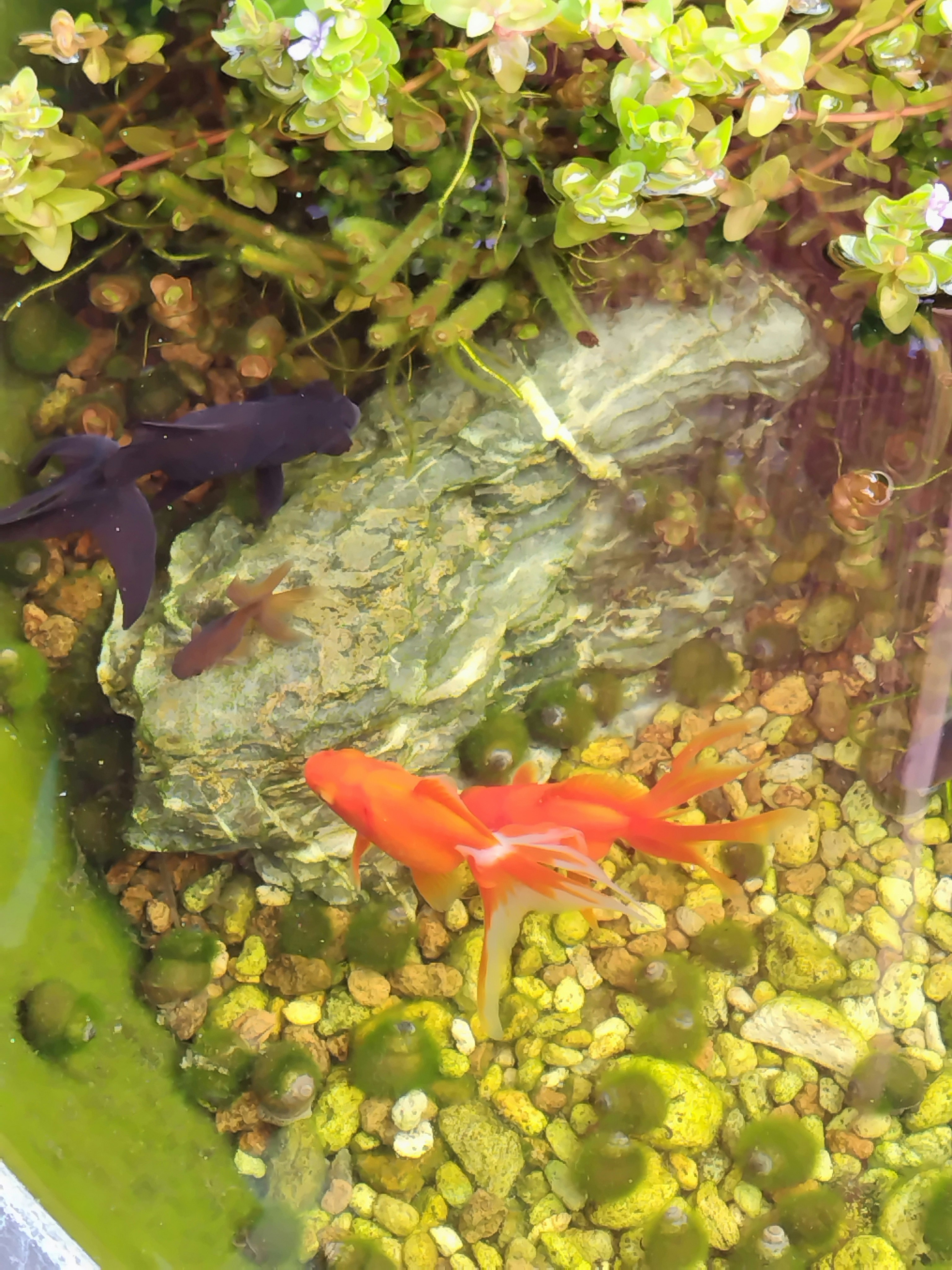 金魚鉢の中で泳ぐ赤い金魚