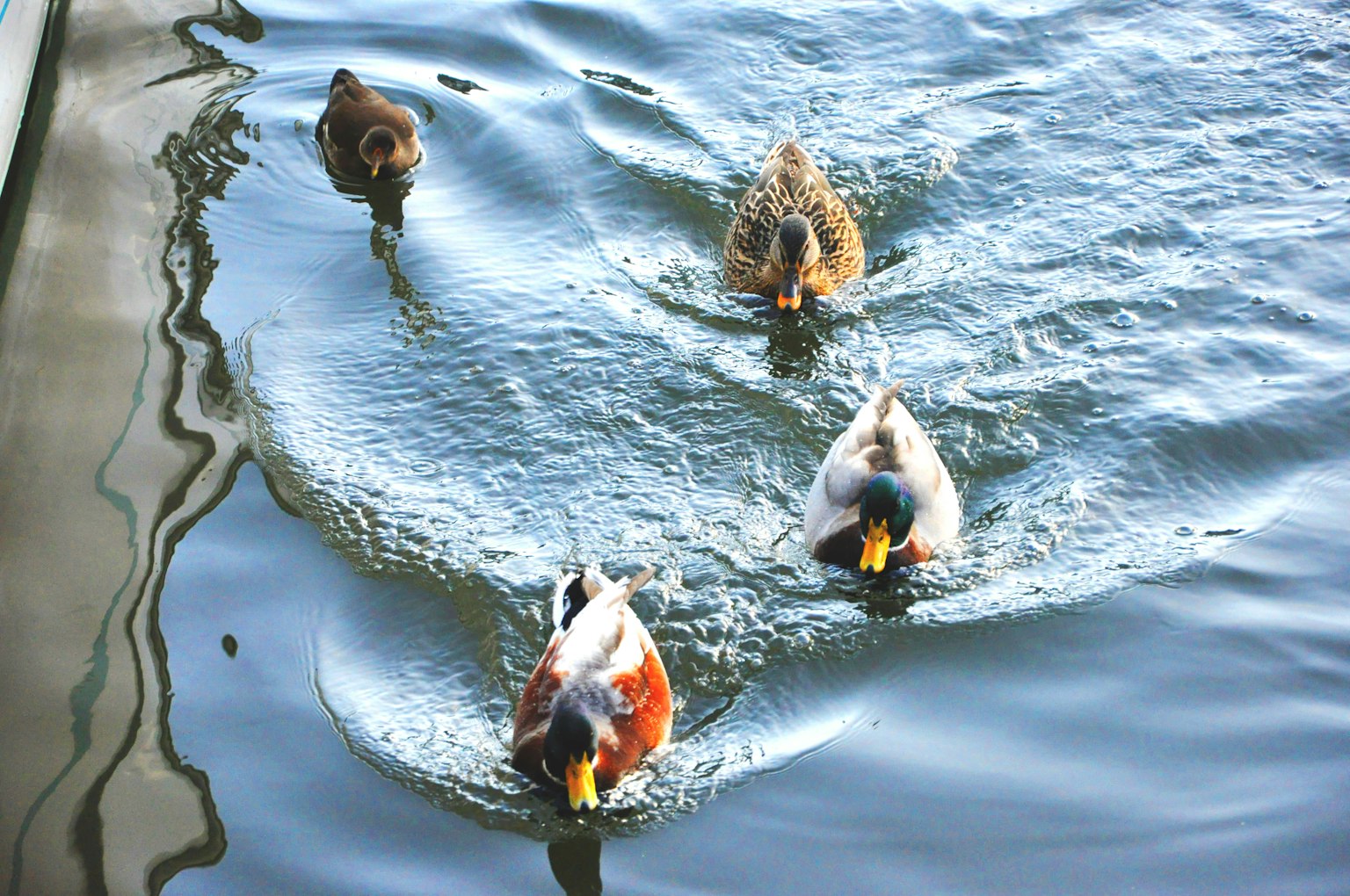 Four ducks swimming on the water surface