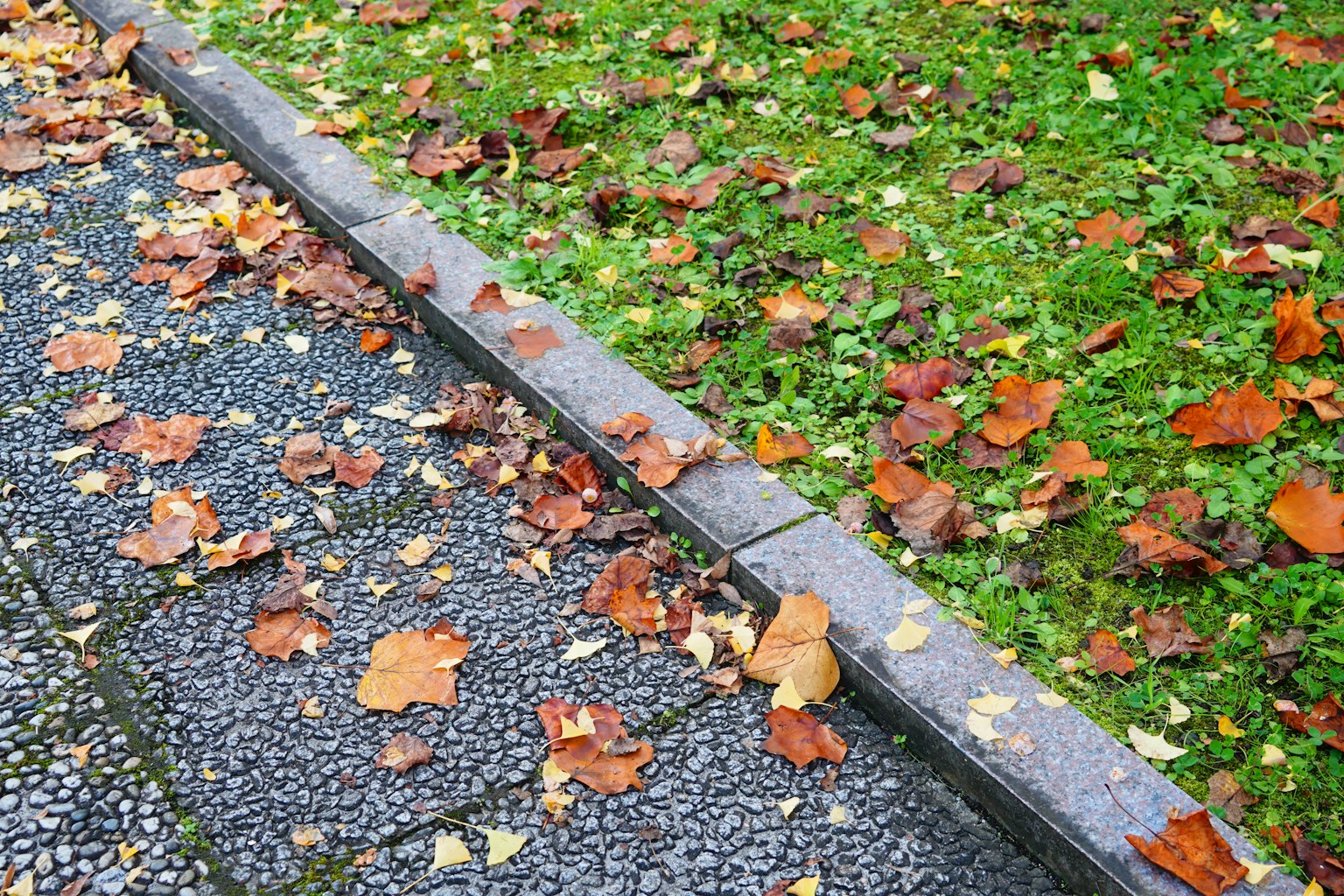 Bunte gefallene Blätter, die auf einem gepflasterten Weg und grünem Gras verstreut sind