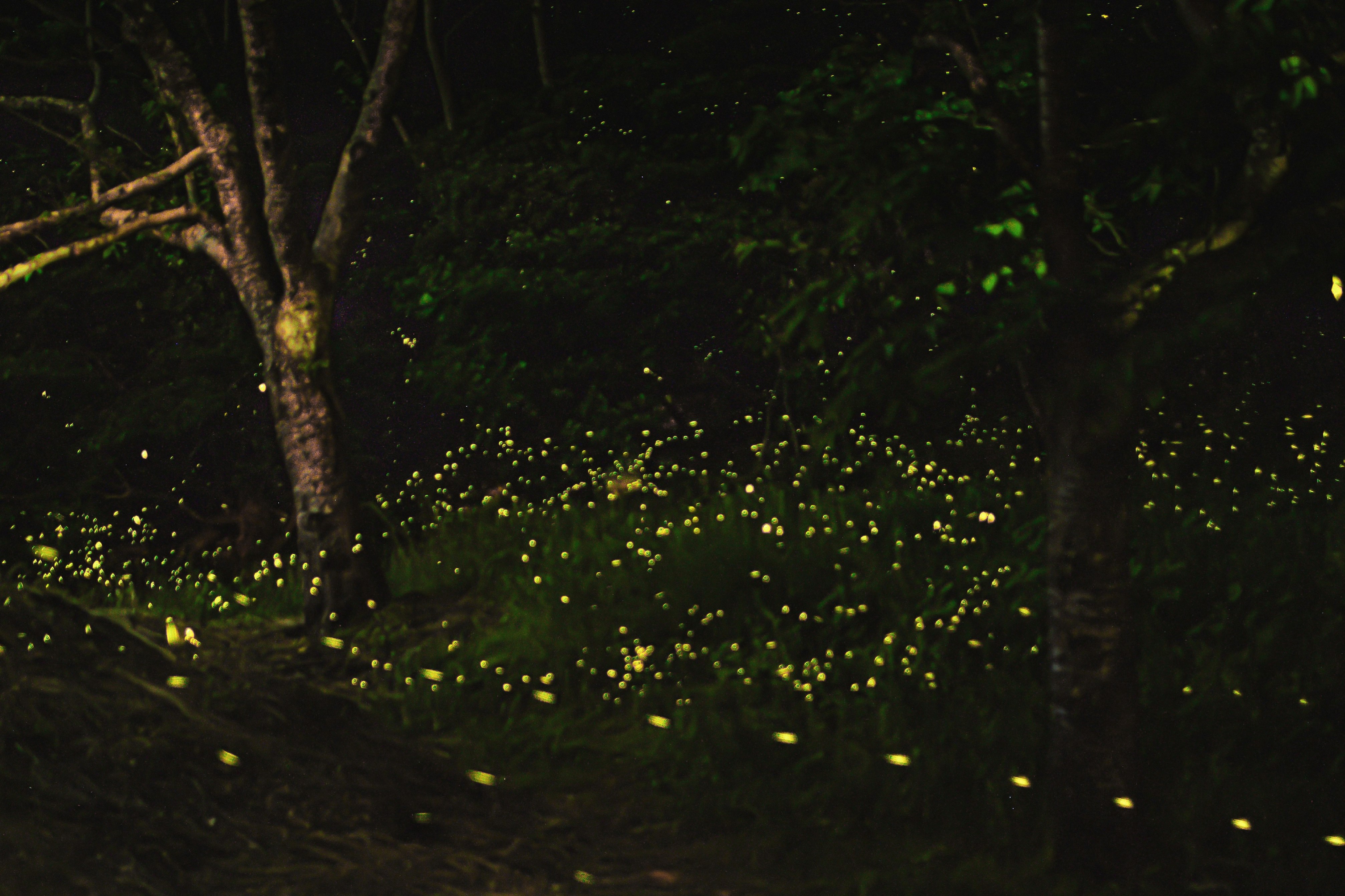 木の下に光るヒメボタルの群れが舞う夏の夜の森
