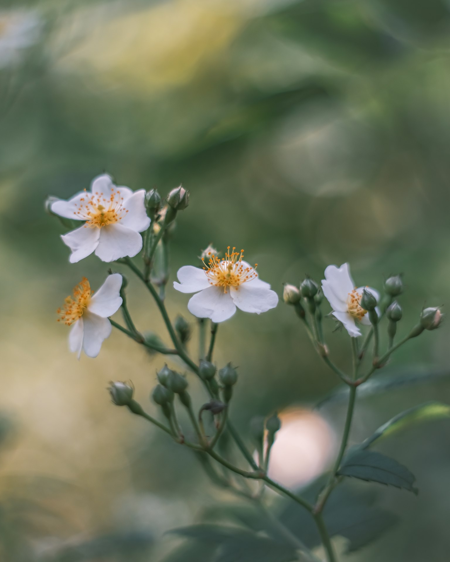 Zarte weiße Blumen mit gelben Zentren vor grünem Hintergrund