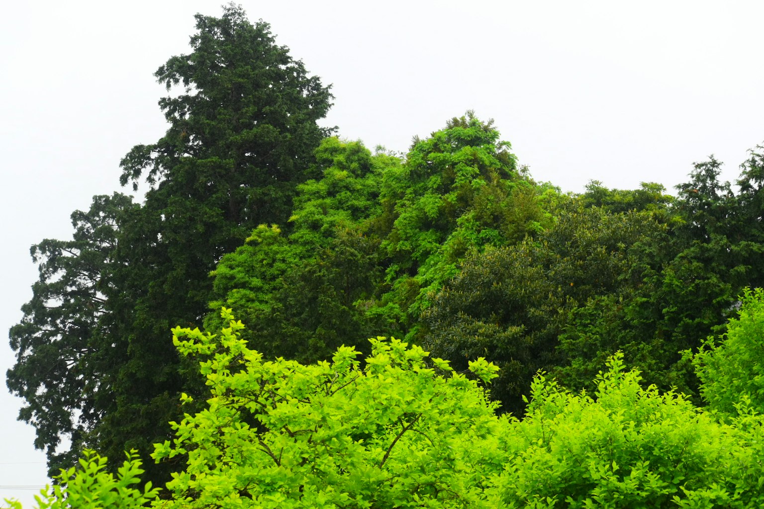 Árboles verdes exuberantes en un paisaje vibrante