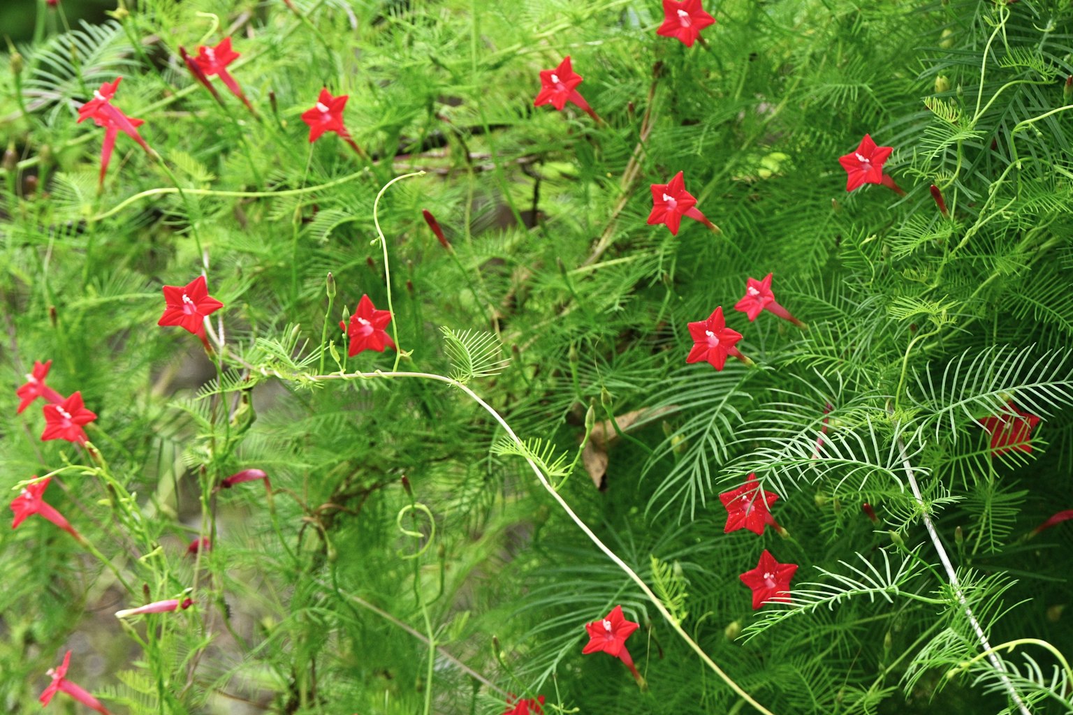 Primo piano di una pianta con fiori rossi circondata da foglie verdi