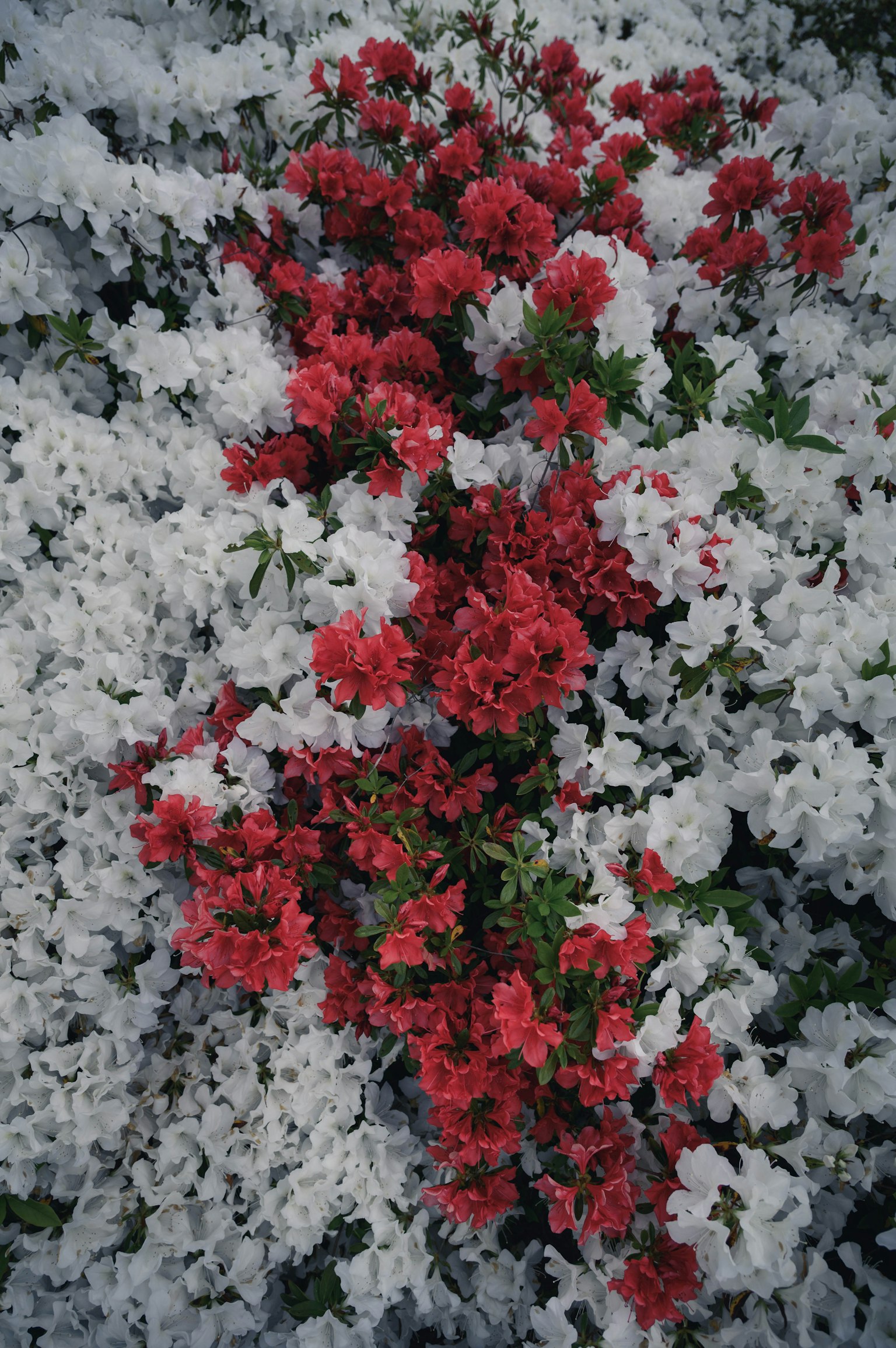 Cluster of vibrant red flowers surrounded by delicate white blooms
