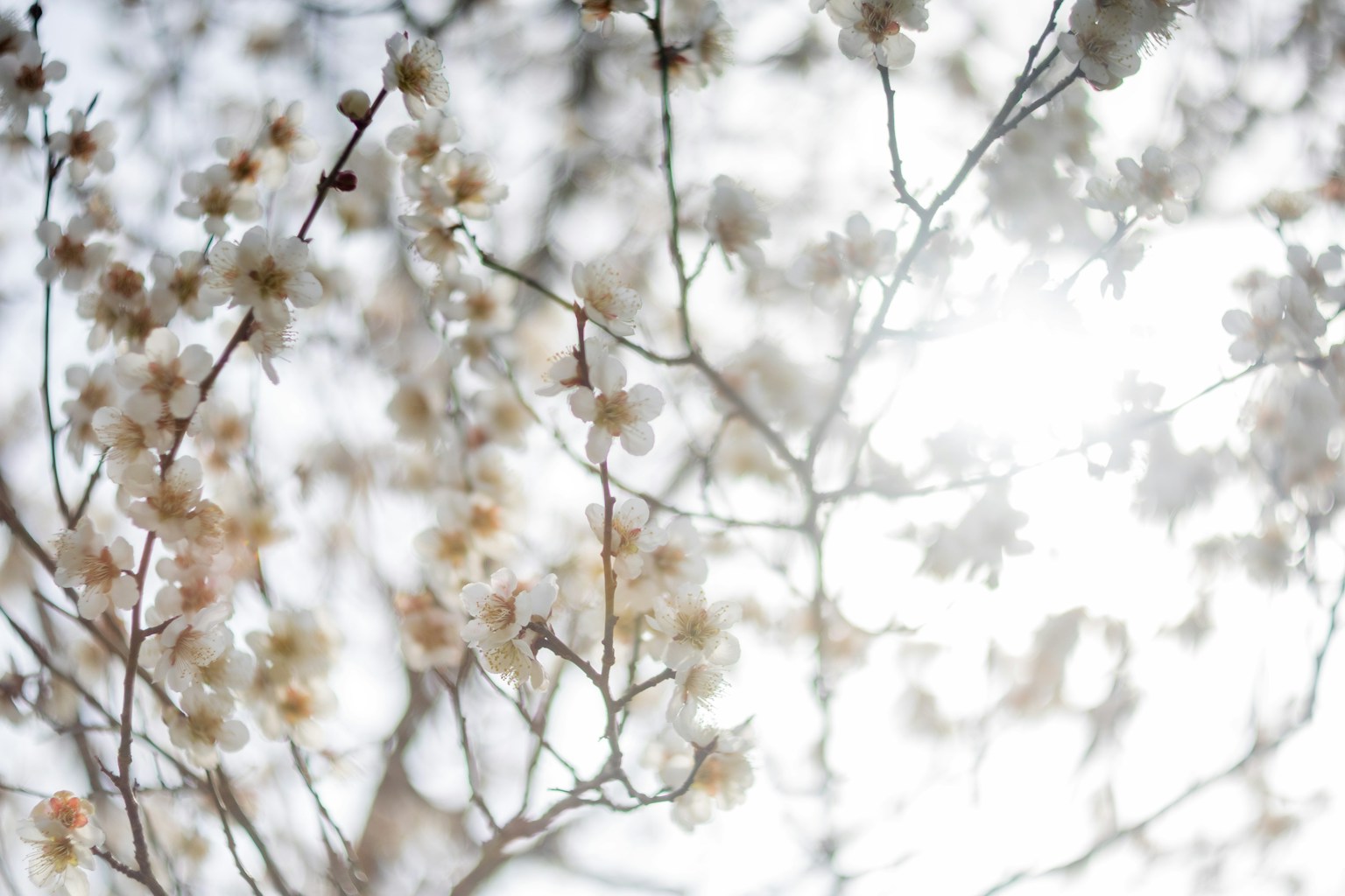 Fleurs de cerisier et branches dans une lumière douce