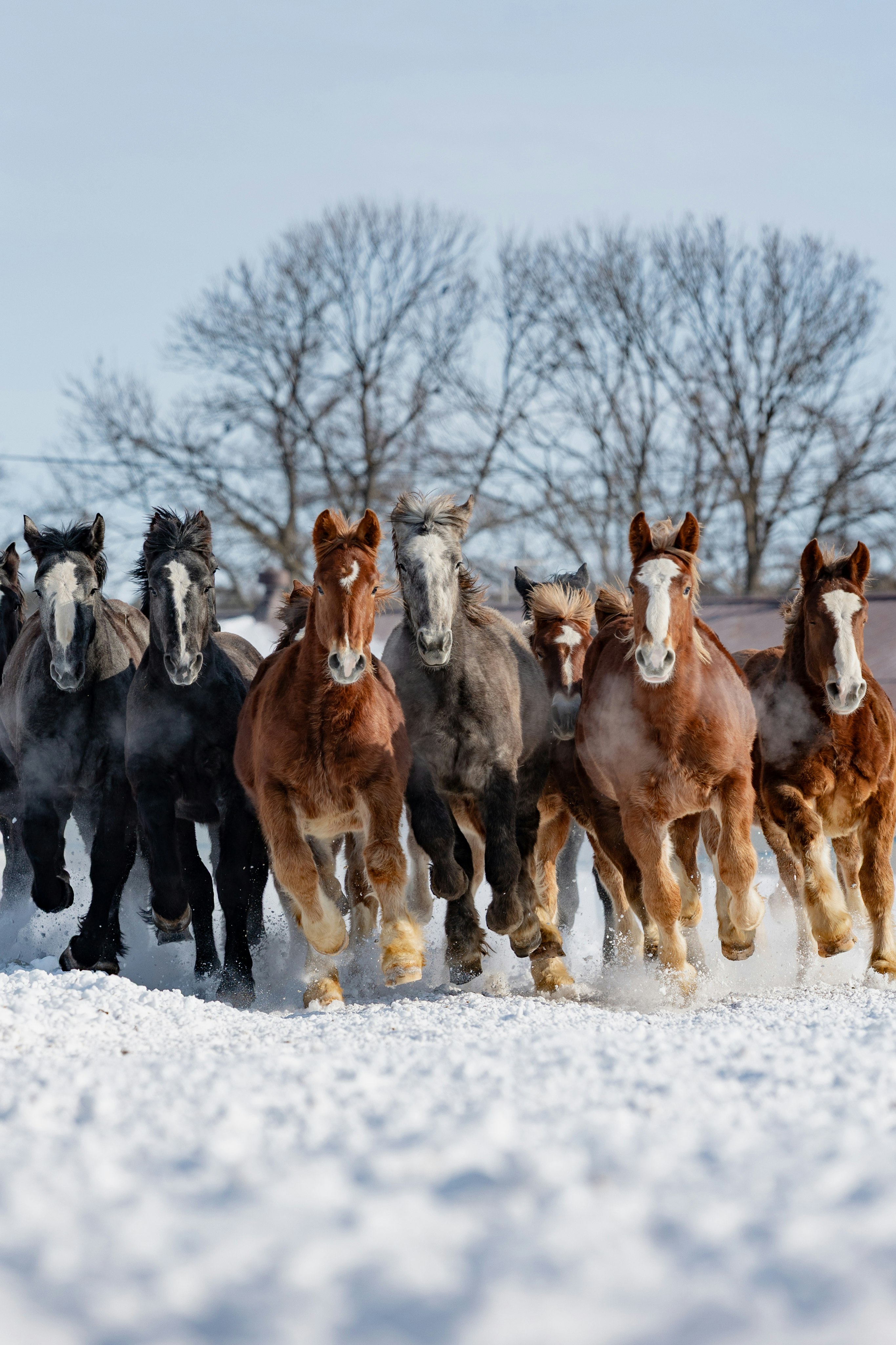 雪原を駆ける若馬たちの伝統行事の馬追い