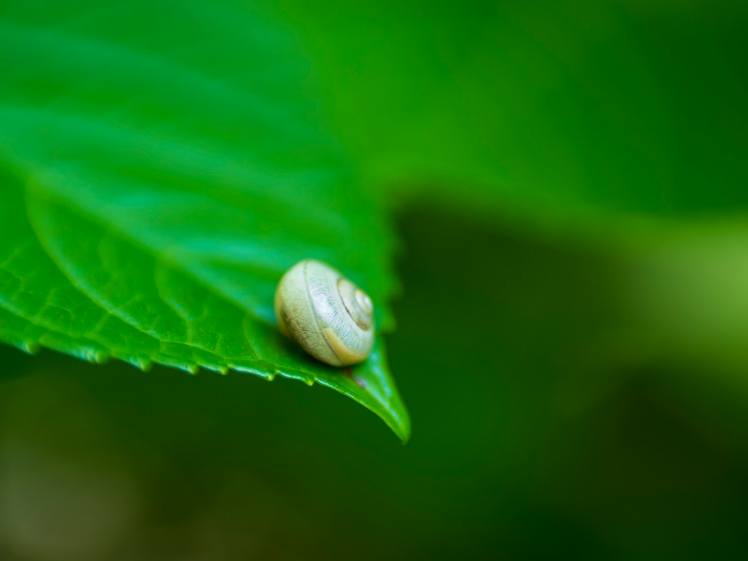 Un pequeño caracol blanco en una hoja verde
