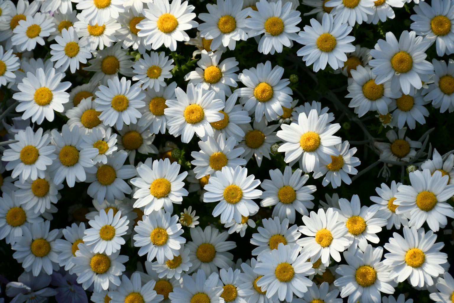 Jardin vibrant rempli de marguerites blanches en fleurs