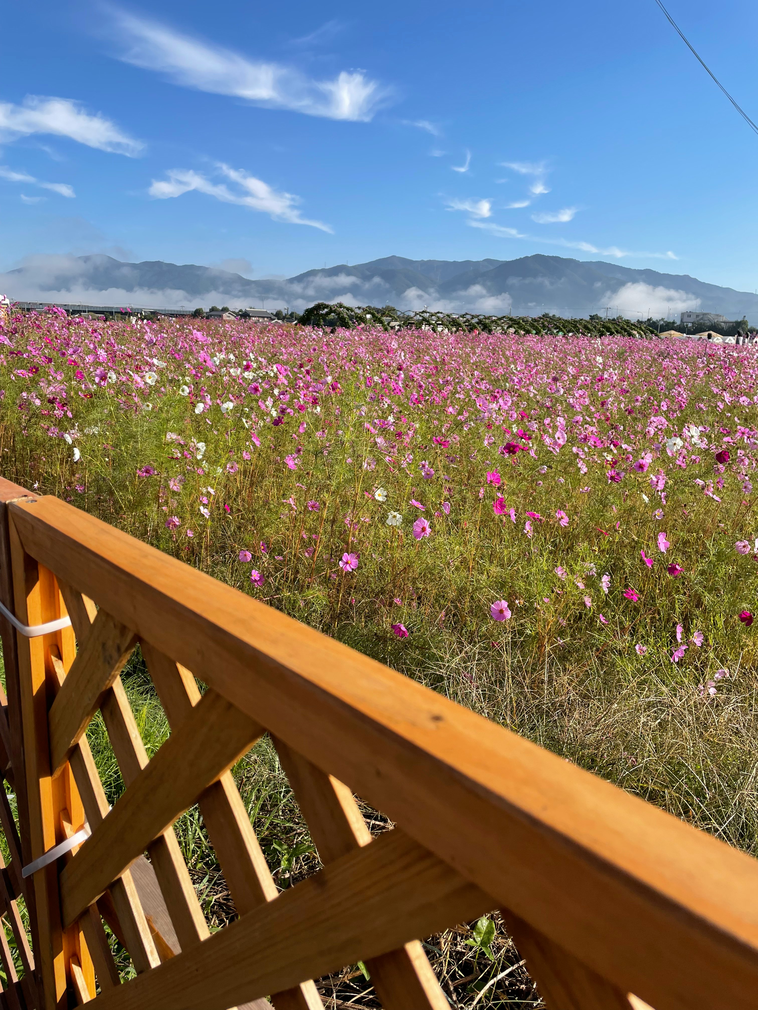 Champ de fleurs roses avec montagnes au-delà d’une clôture en bois