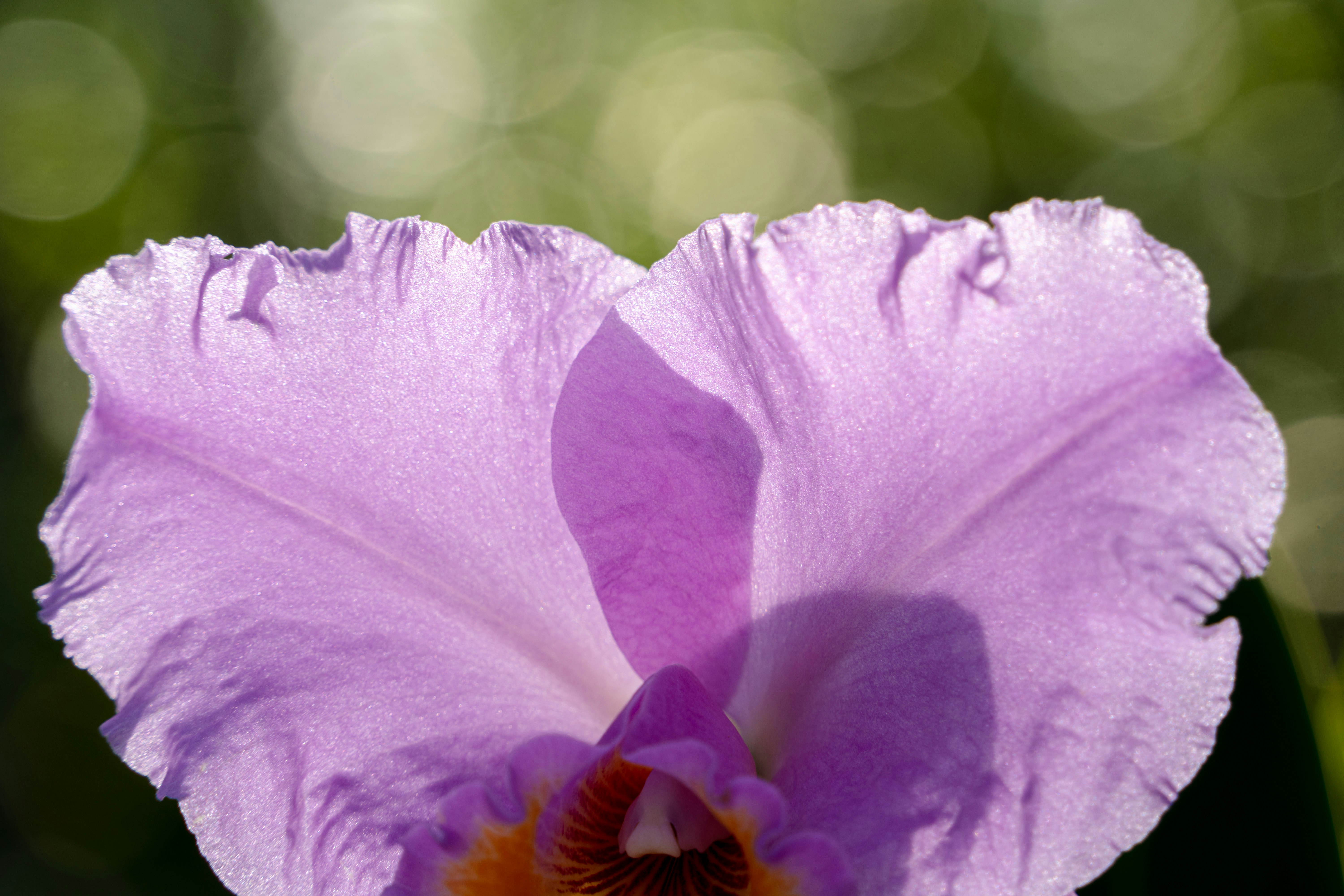 紫の花びらが広がる花のクローズアップ