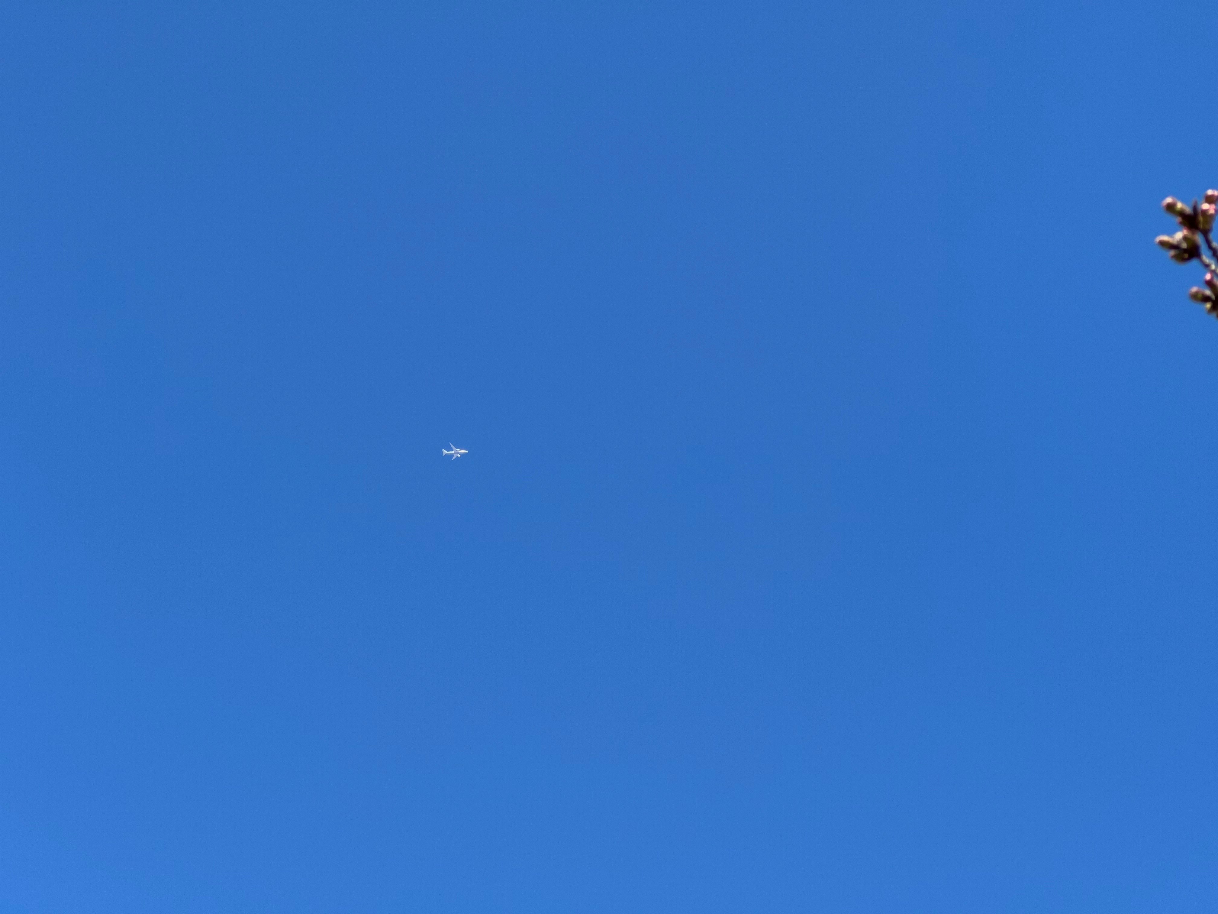 晴朗藍天中飛翔的小鳥