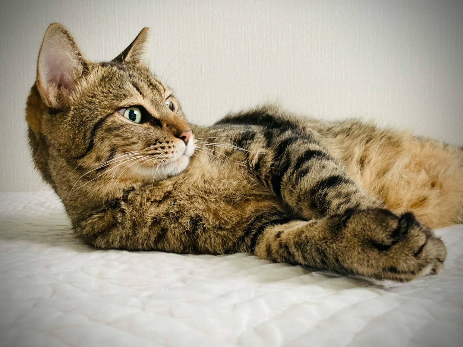 Eine gefleckte Katze, die liegend intensiv schaut