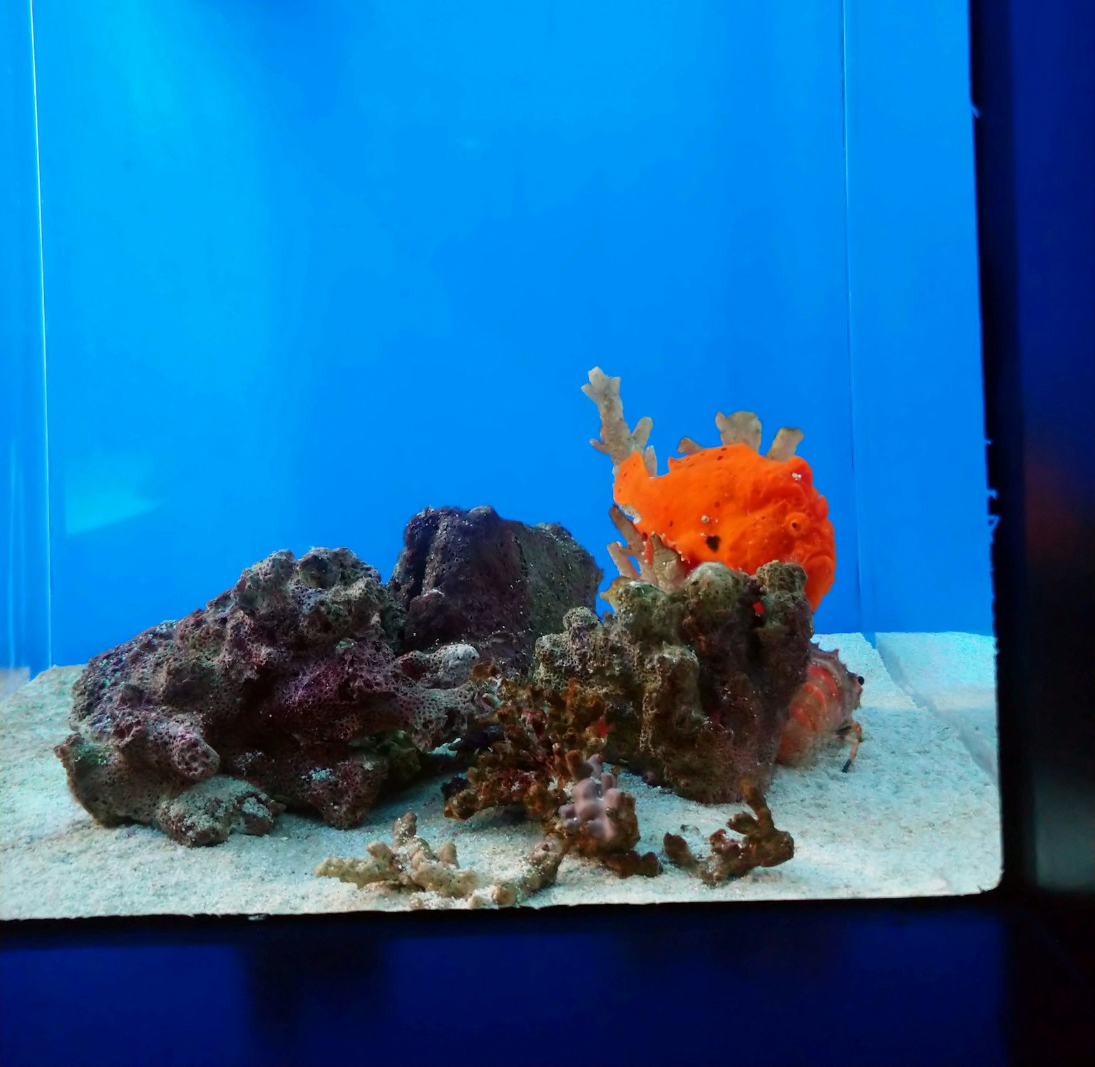 蓝色水族箱中岩石间的鲜艳橙色海洋生物