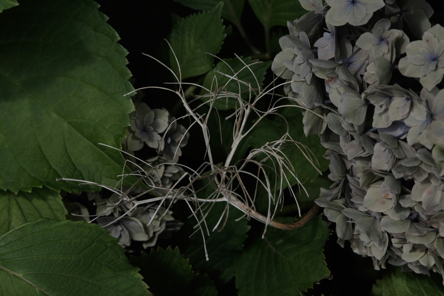Dünne weiße Äste in der Nähe von Blumen und Blättern