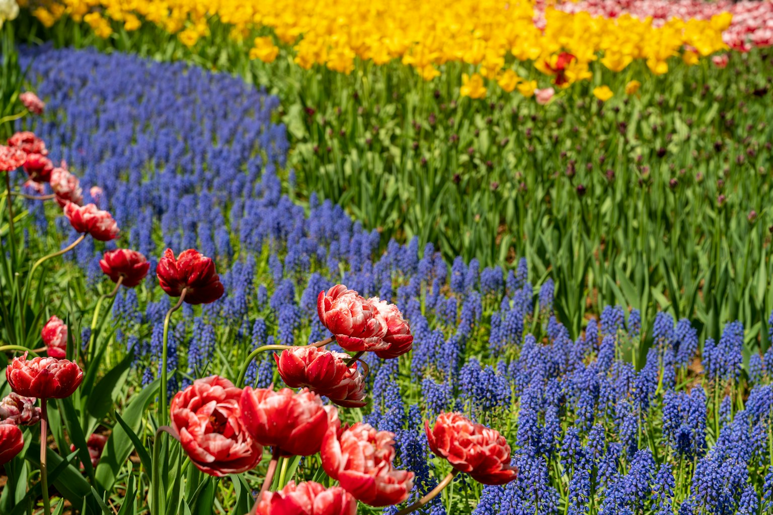 Cánh đồng hoa rực rỡ với hoa tulip đỏ và hoa hiên xanh