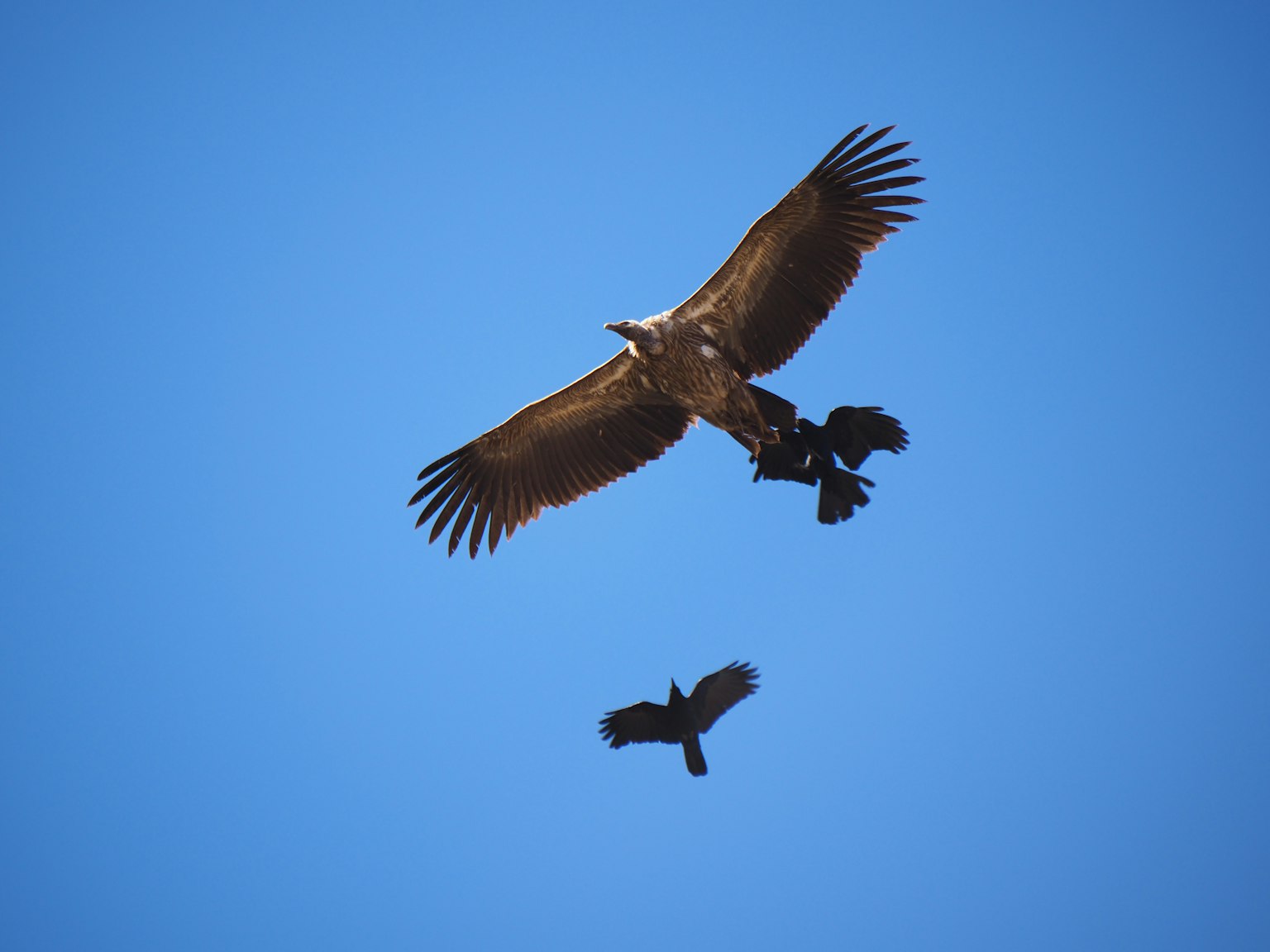 Eine dynamische Szene eines Adlers, der am Himmel schwebt, umgeben von kleineren Vögeln