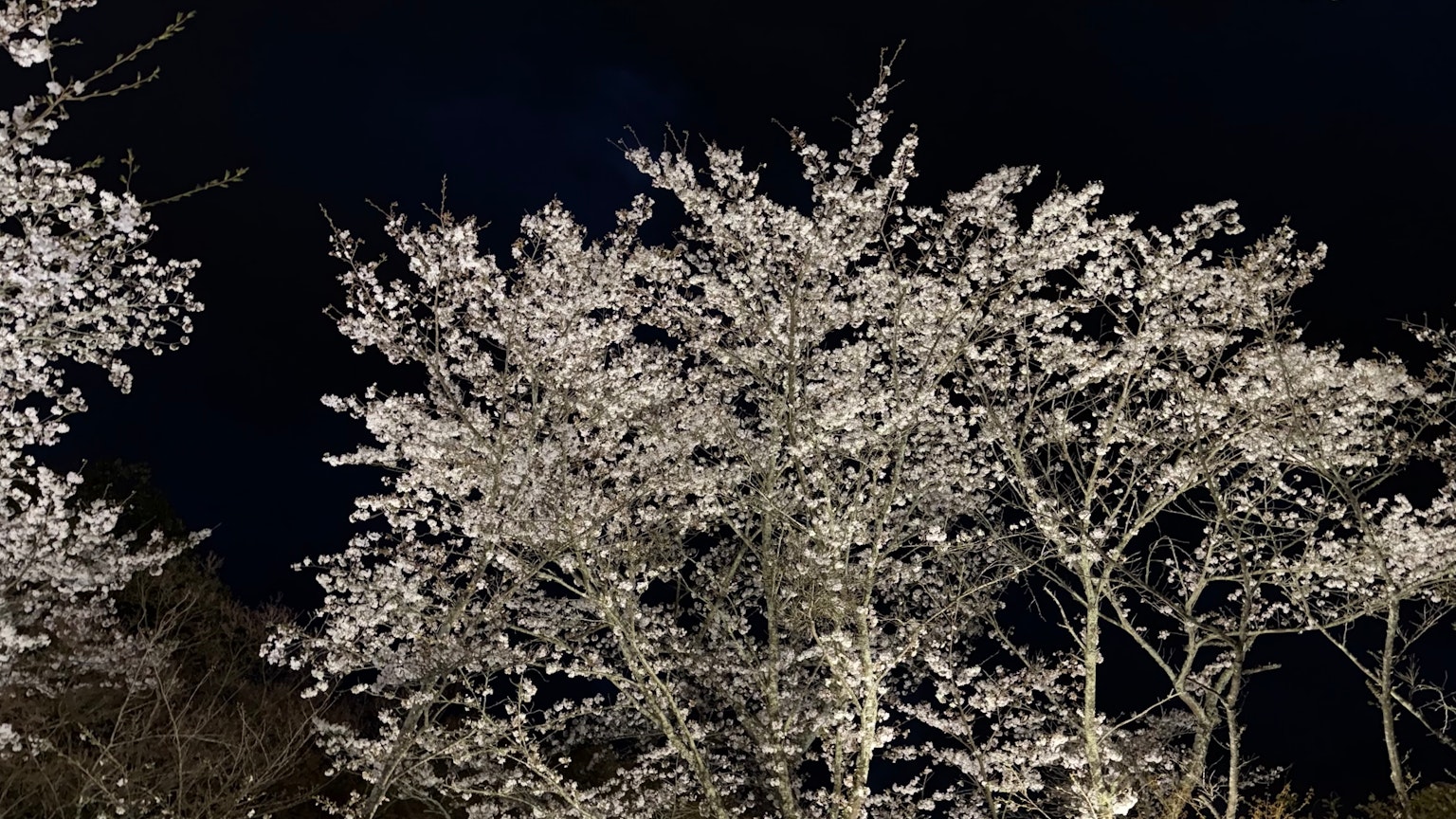 Schöner weißer Kirschbaum unter dem Nachthimmel