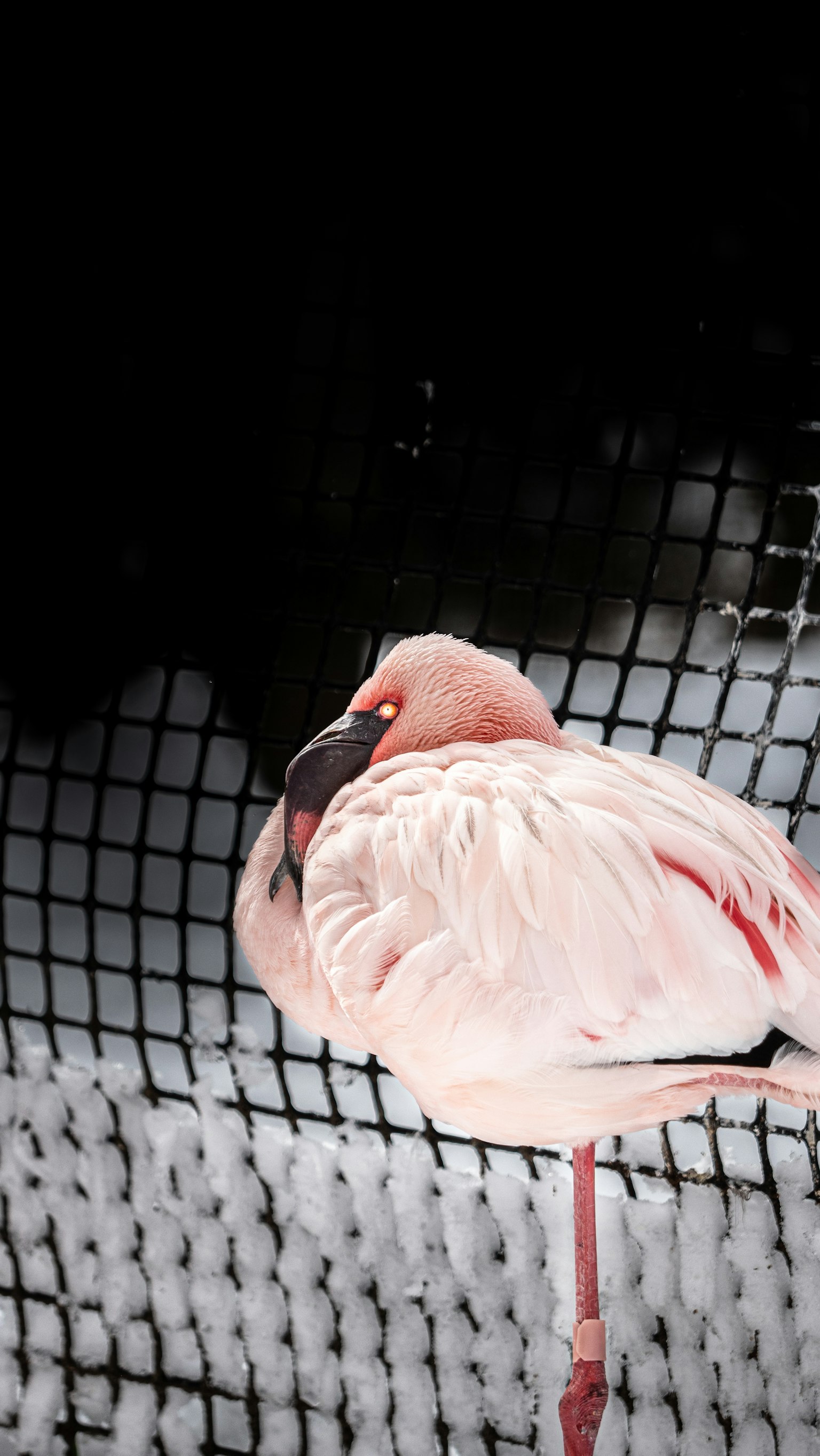 Flamingo rosa che riposa su una rete