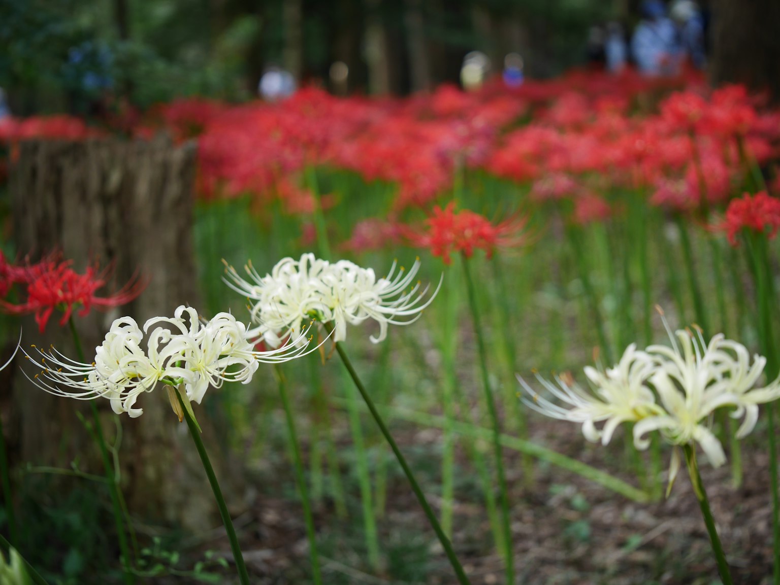 白色和紅色的彼岸花在風景如畫的花園中盛開