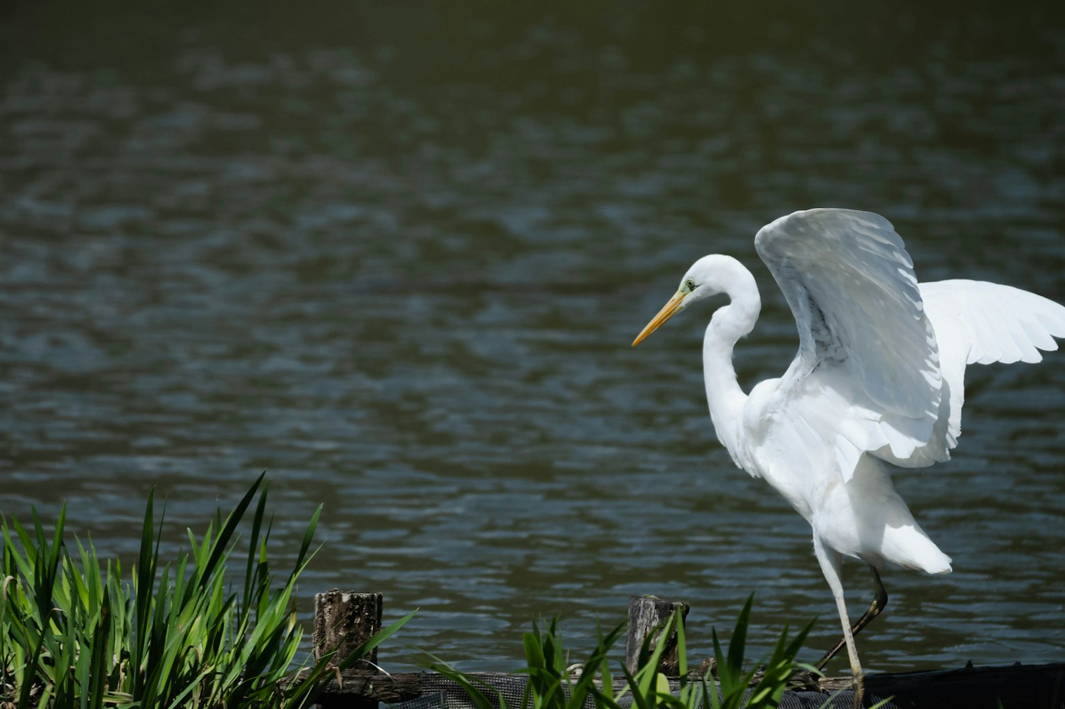 Eine weiße Reiher breitet seine Flügel am Wasser aus