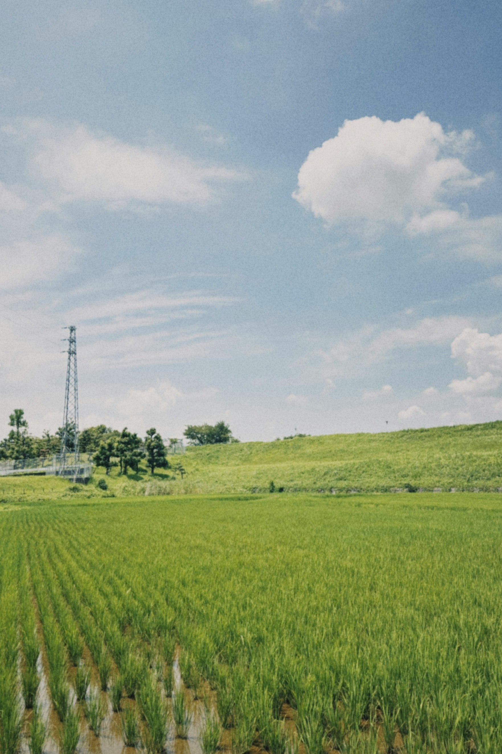 lush green fields under a blue sky