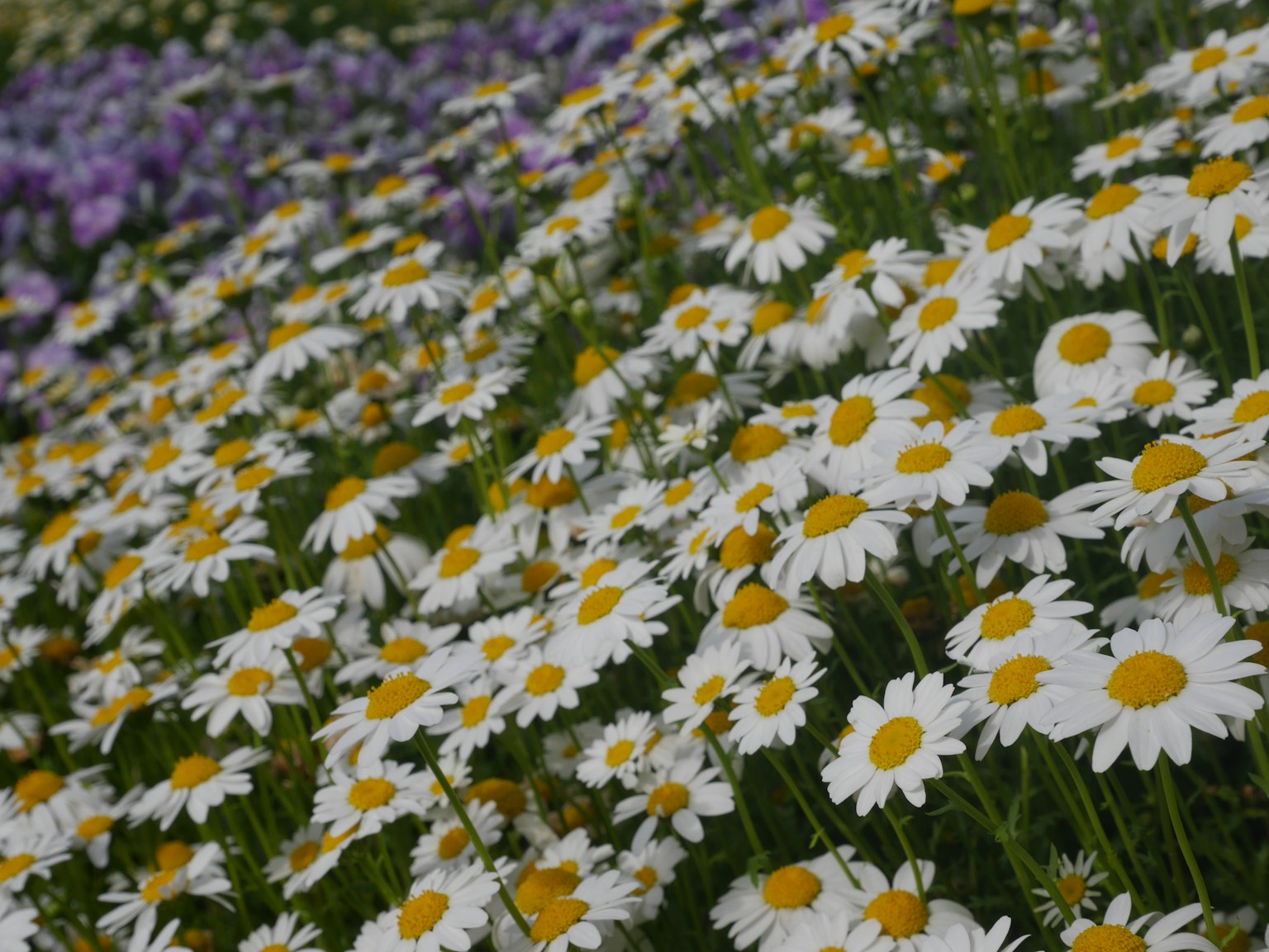 Un champ de marguerites blanches avec des centres jaunes parmi des fleurs colorées