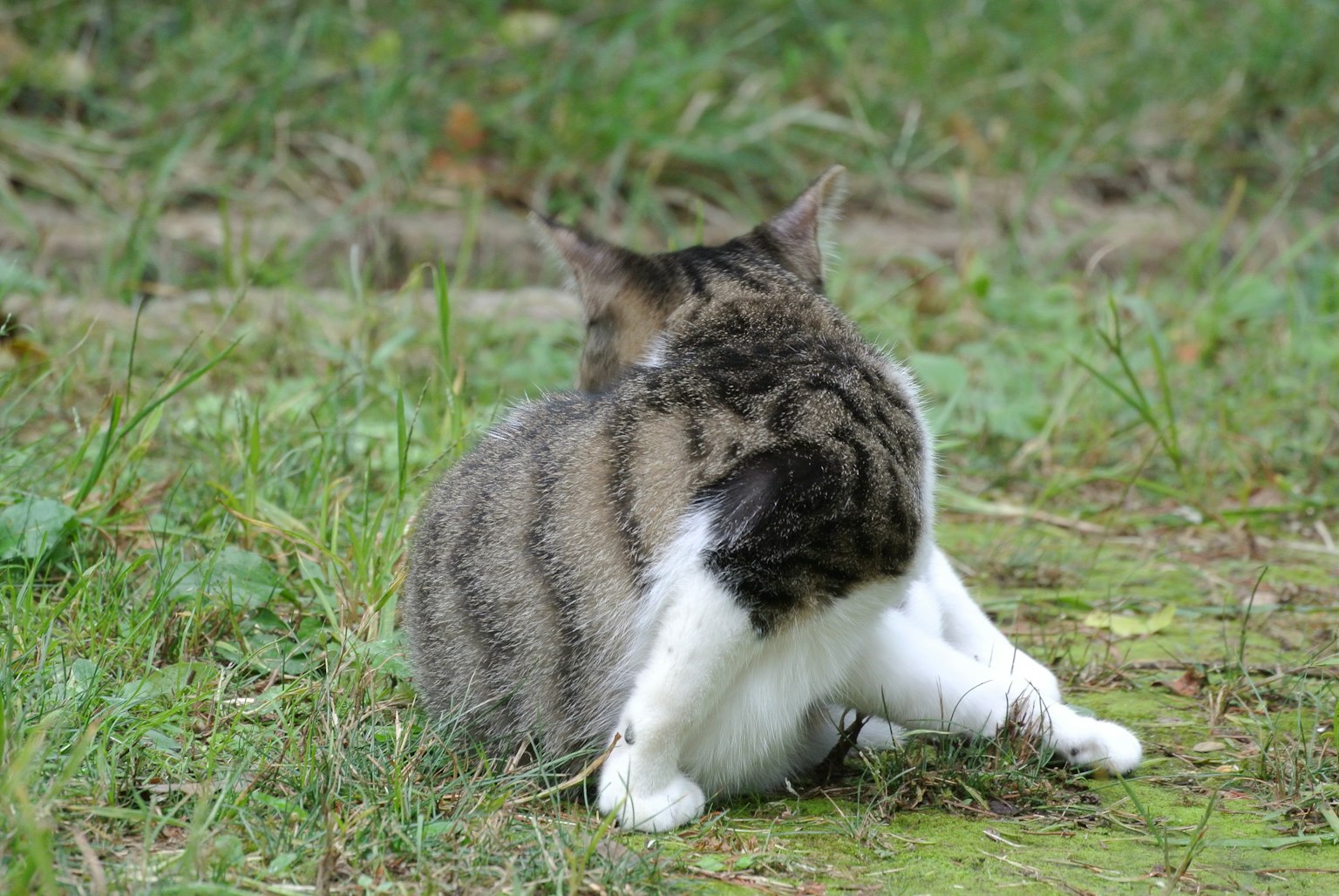 Un gato sentado en la hierba de espaldas con las patas cruzadas
