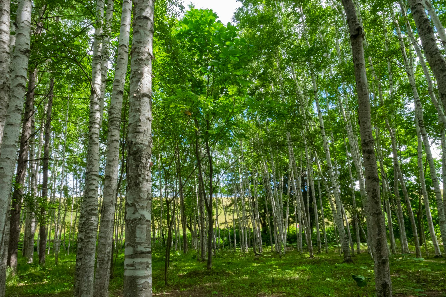 Pemandangan pohon birch di hutan hijau yang subur