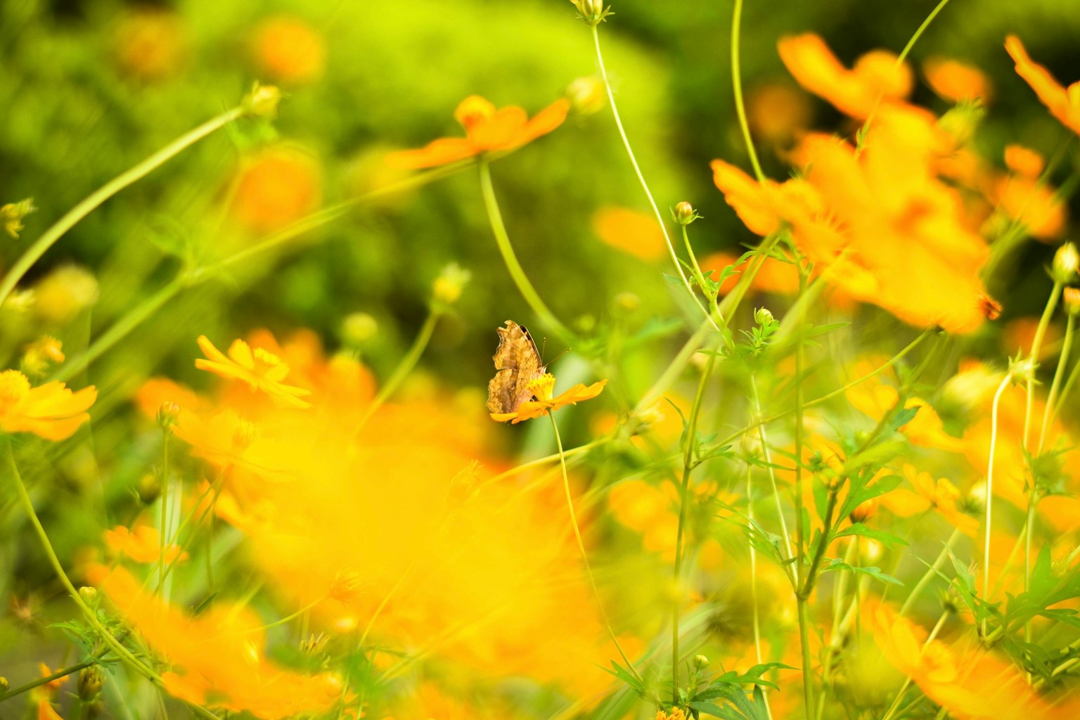 Bunga kuning cerah dengan kupu-kupu di latar belakang hijau