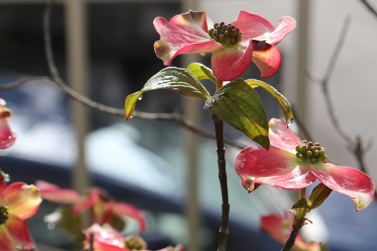Acercamiento a una rama con flores rosas y hojas verdes