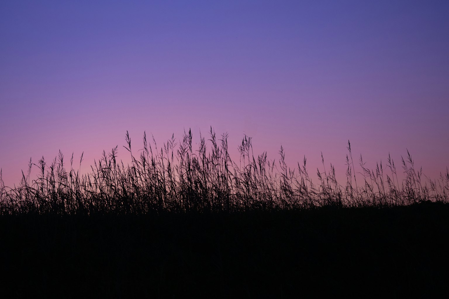 Siluet rumput melawan langit ungu saat senja