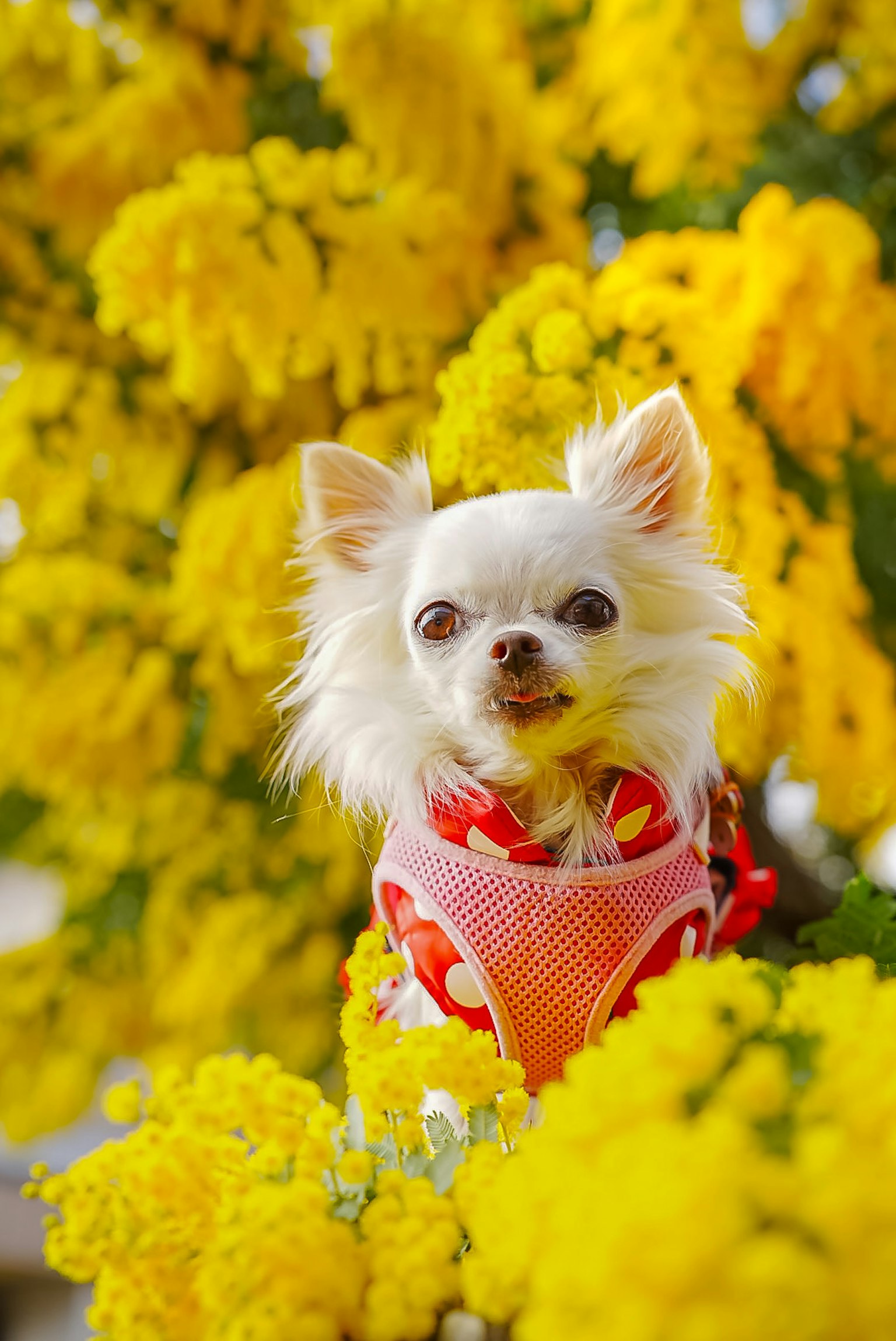 White Chihuahua dog in front of bright yellow flowers